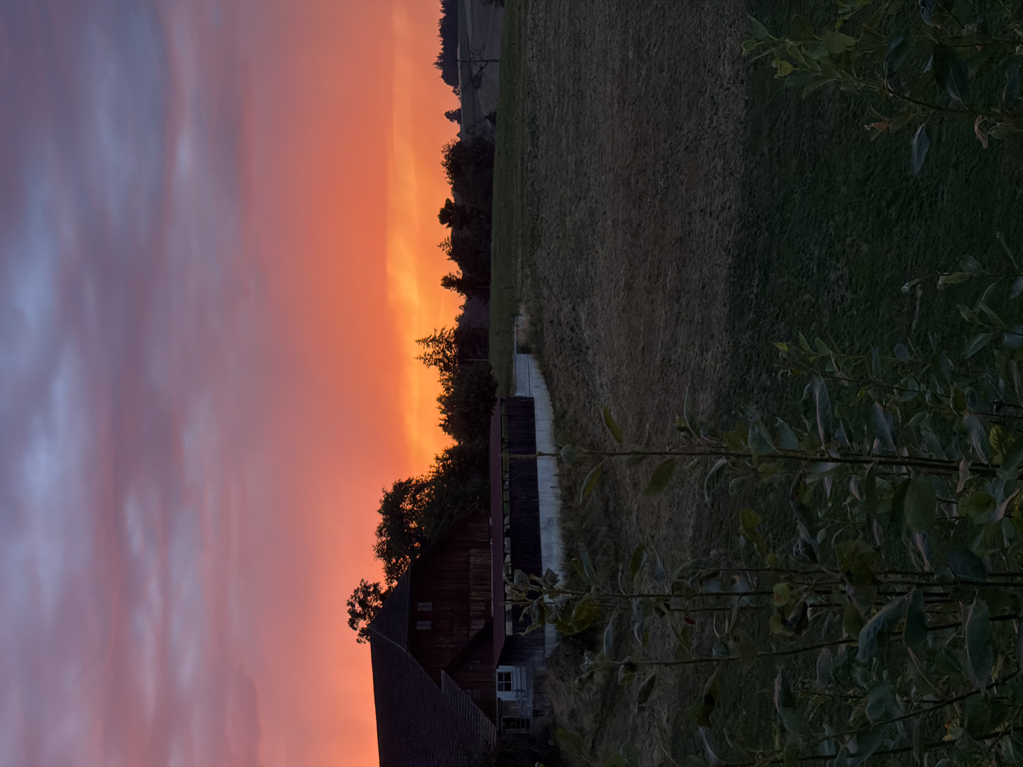 The image captures a rural sunset scene in Ufhusen, Switzerland. The sky is dramatically colored with vibrant oranges and purples, indicating the sun is setting. Wispy clouds are illuminated by the setting sun, creating a painterly effect. In the foreground, the top of a dark green tree with leaves is visible on the right side of the frame.
A rustic, wooden barn-like structure with a dark roof and red-brown walls is situated in the mid-ground. The barn has several windows, one of which appears to be a small white-paned window. Trees with dark foliage surround the building, and a long, narrow concrete path or structure runs behind it. Beyond the barn and trees, a grassy field stretches out, appearing slightly dry and textured. The overall setting suggests a peaceful, agricultural landscape. The time of day is clearly sunset, and the weather appears clear with dramatic cloud formations. There is no visible text in the image. The scene evokes a sense of tranquility and the beauty of nature at dusk.