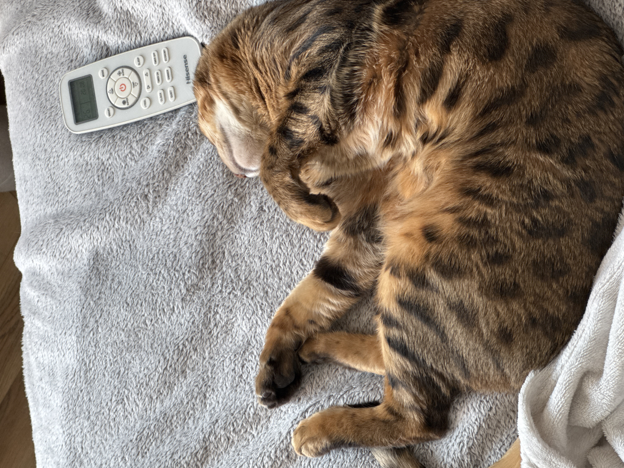 A tan and brown striped Bengal cat is sleeping on a gray plush blanket, with a white Hisense remote control resting near its head. The remote displays "26 20 08" on its screen, with various buttons surrounding a central power button. Part of a white towel is visible on the right side of the image.
