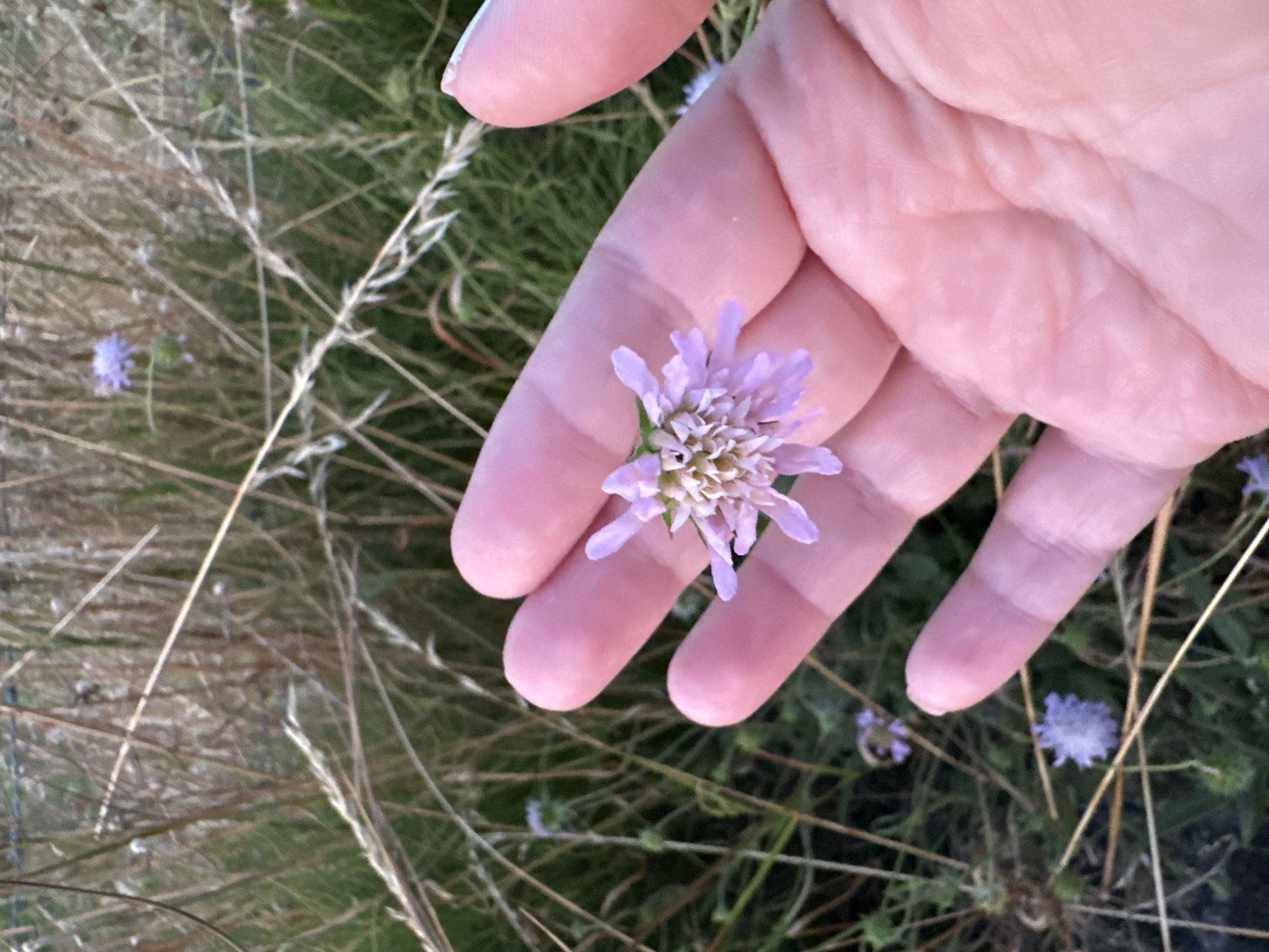 A hand with light pink skin is holding a small, light purple flower with delicate petals and a fluffy center. The flower is positioned in the palm of the hand, with several fingers visible. The background consists of dry, tall grass and some greenery, suggesting an outdoor, natural setting. The lighting indicates it is either early morning or late afternoon. The image does not contain any identifiable landmarks or elements specific to Krefeld, Germany, making it impossible to determine the location within the city.