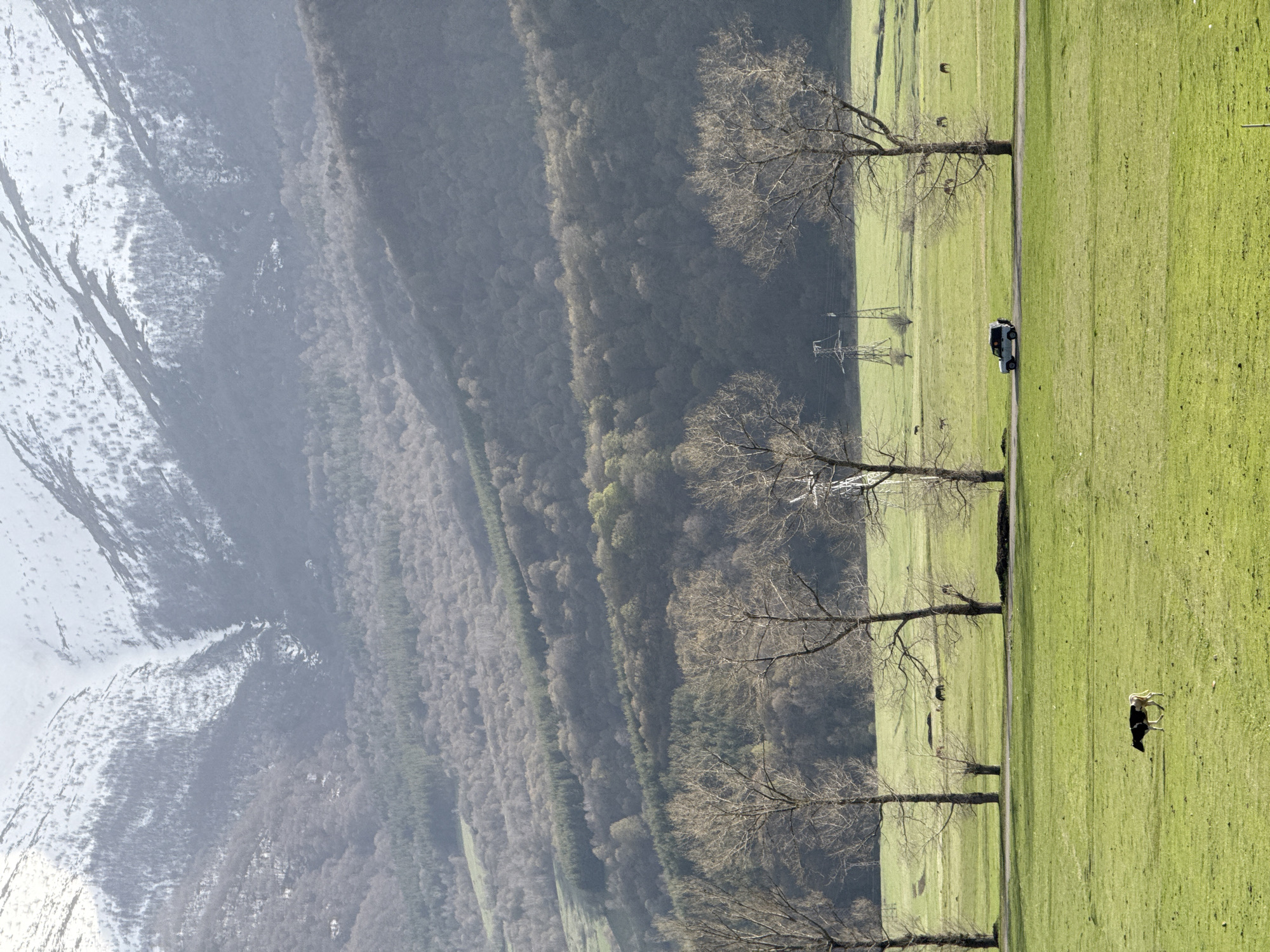 The image depicts a landscape view with a combination of natural and human-made elements. In the foreground, there's a green field where a cow grazes. A paved path with a vehicle on it is lined by bare trees with no leaves, positioned between the field and a wooded area. The backdrop consists of a mountain range, parts of which are covered with snow. The scene is in Margahovit, Armenia.