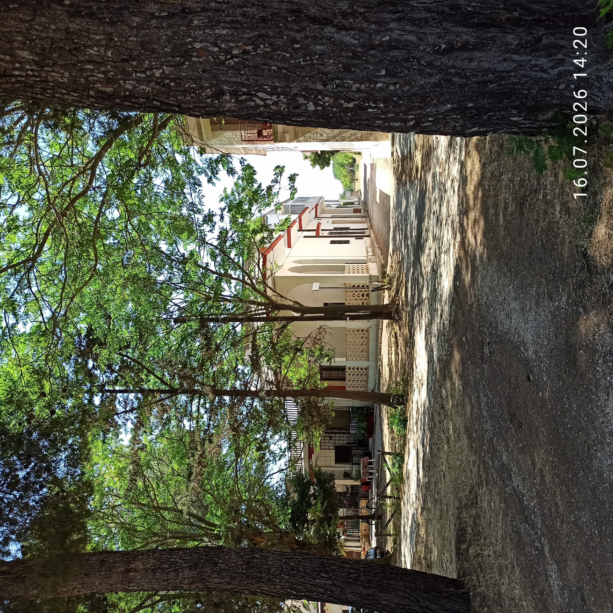 The image shows a street scene in Grumo Appula, Italy. In the foreground, two large trees frame the view. To the left, a dark-barked tree trunk is prominent, with a car partially visible behind it. To the right, another tree trunk, also with dark, textured bark, partially obscures the view of a white building. The building has red-tiled eaves and arched covered walkways. A street runs past the building, lined with more trees and vegetation. In the middle ground, a bicycle is propped up near a table set with chairs, suggesting an outdoor dining or seating area. The ground is a mixture of dry grass, gravel, and dirt, with shadows cast by the trees. The sky is blue and sunny. A timestamp in the bottom right corner reads "16.07.2026 14:20".