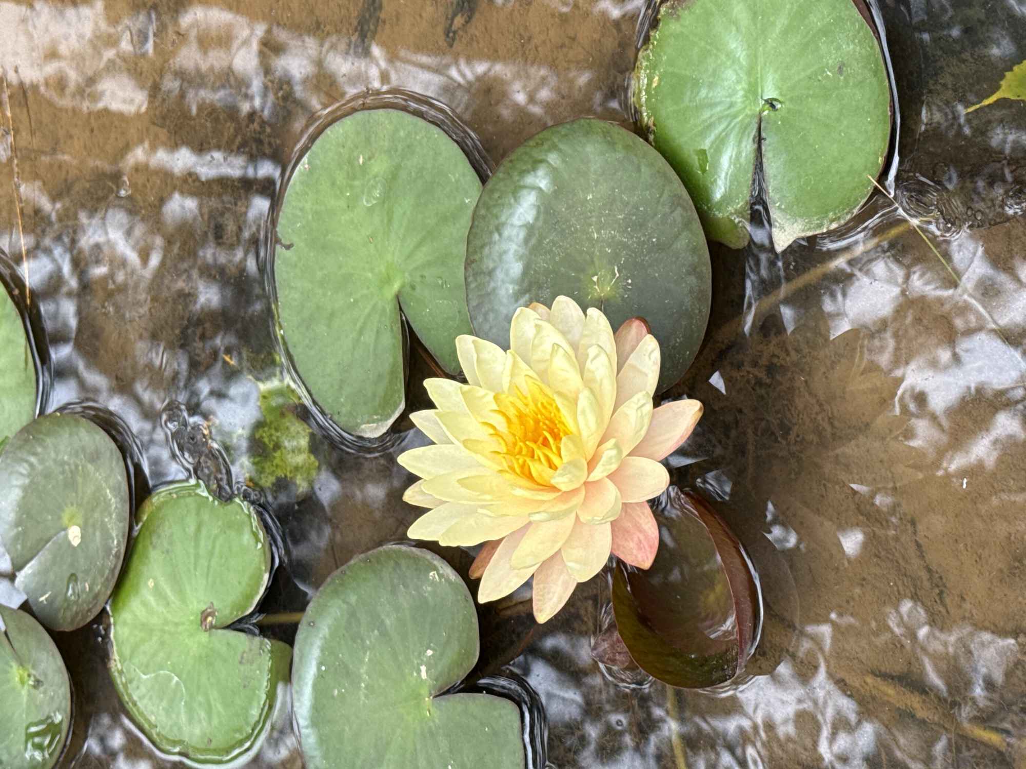 A close-up, high-angle shot features a single, pale yellow and pink water lily in full bloom, floating on the surface of murky, shallow water. The lily is surrounded by several round, green lily pads, some partially submerged. The water is brown and reflects the surrounding environment, with some plant debris visible beneath the surface. The scene appears to be in a natural setting, potentially a pond or a slow-moving body of water. There are no people or animals visible in the image. The overall impression is one of tranquility and natural beauty. This image is likely from a garden or park in Da Lat, Vietnam, known for its many flower gardens and serene landscapes.