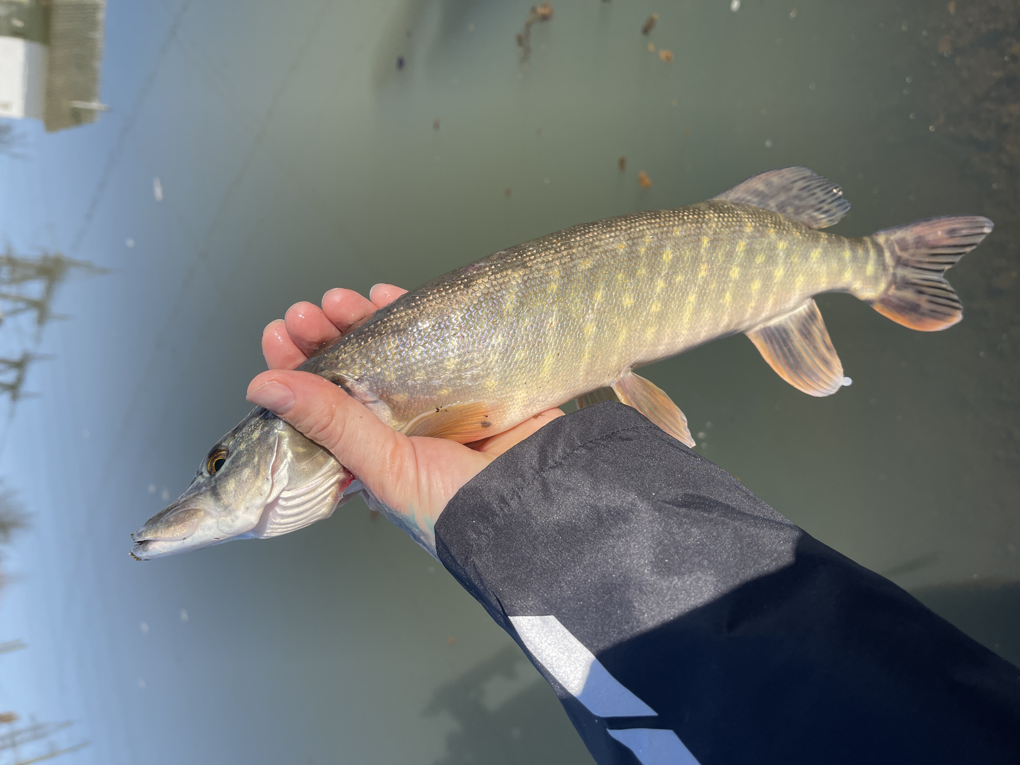 A person is holding a northern pike fish in their hand. The background appears to be a body of water with reflections of trees and buildings. The person is wearing a black jacket with a white stripe. The scene suggests a fishing activity near a body of water, potentially in a natural or urban environment. The location is Chaikovsky, Russia.
