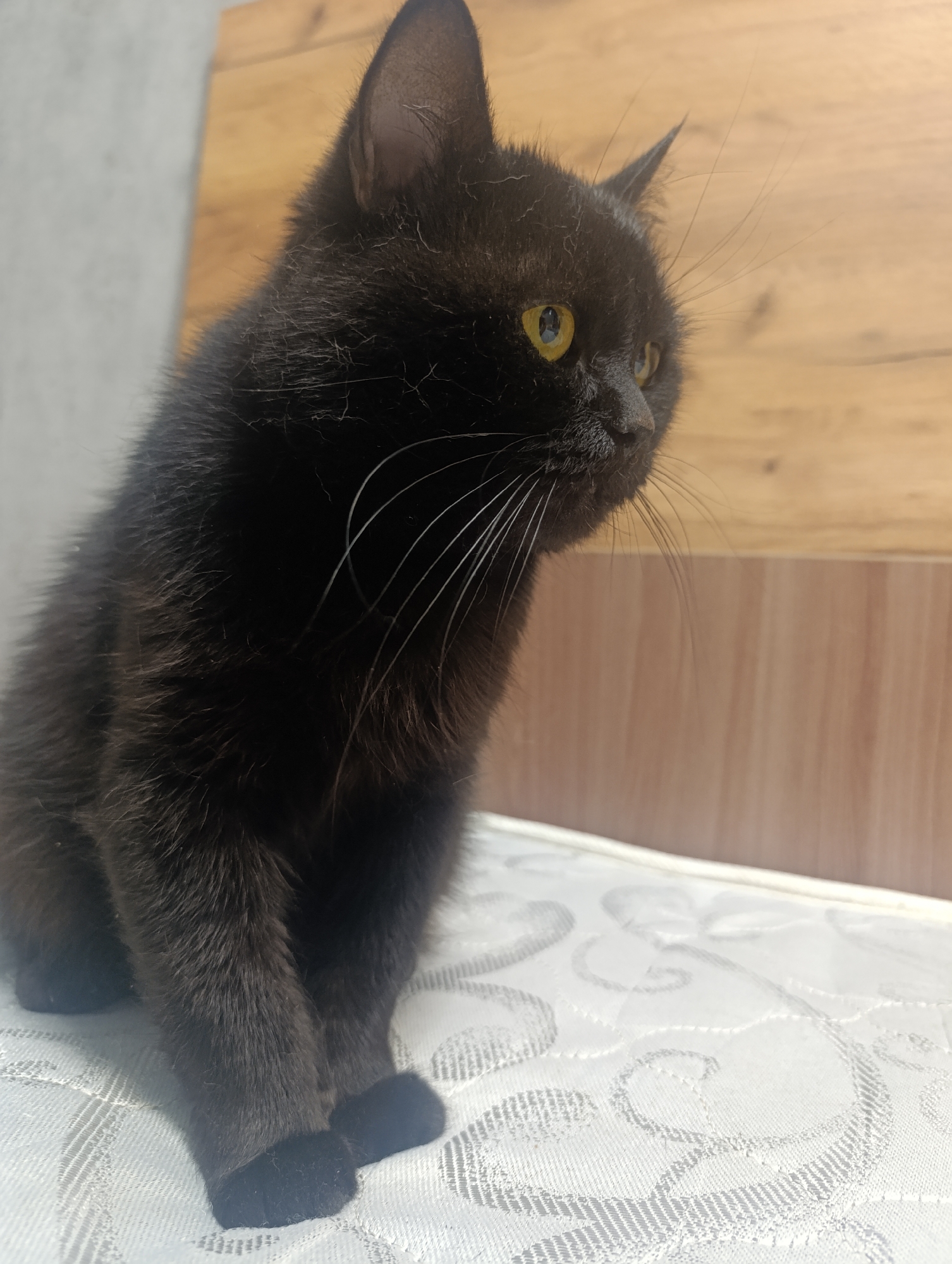 An indoor medium shot captures a black cat with yellow eyes sitting on a white patterned surface. The cat is facing right, its head turned slightly towards the viewer. The background consists of a wooden surface and a plain wall. The scene is static, with no visible actions or interactions occurring. The lighting appears to be natural, casting soft shadows. There are no people present. The location is unspecified within the city of Zlatopil, Ukraine.