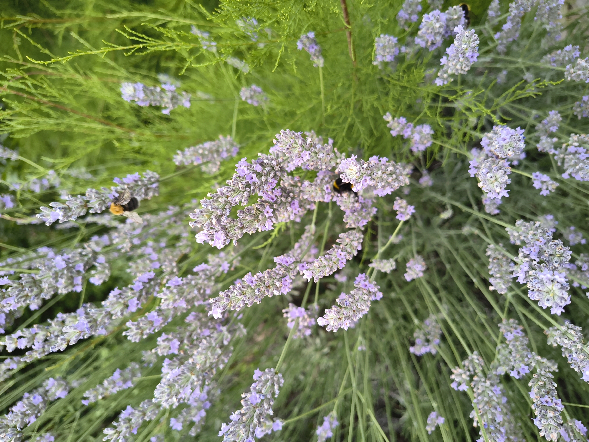 A close-up, low-angle shot captures a cluster of blooming lavender flowers in Olomouc, Czechia. The lavender stalks, adorned with small purple blossoms, are predominantly in the foreground and midground, with some blurred green foliage in the background. Two bumblebees are visible; one on the left side of the frame, actively foraging on a lavender spike, and another, partially obscured, further back and to the right. The lighting suggests it is daytime, likely with soft sunlight filtering through the plants. The scene evokes a sense of nature and calm, typical of a garden or park setting.