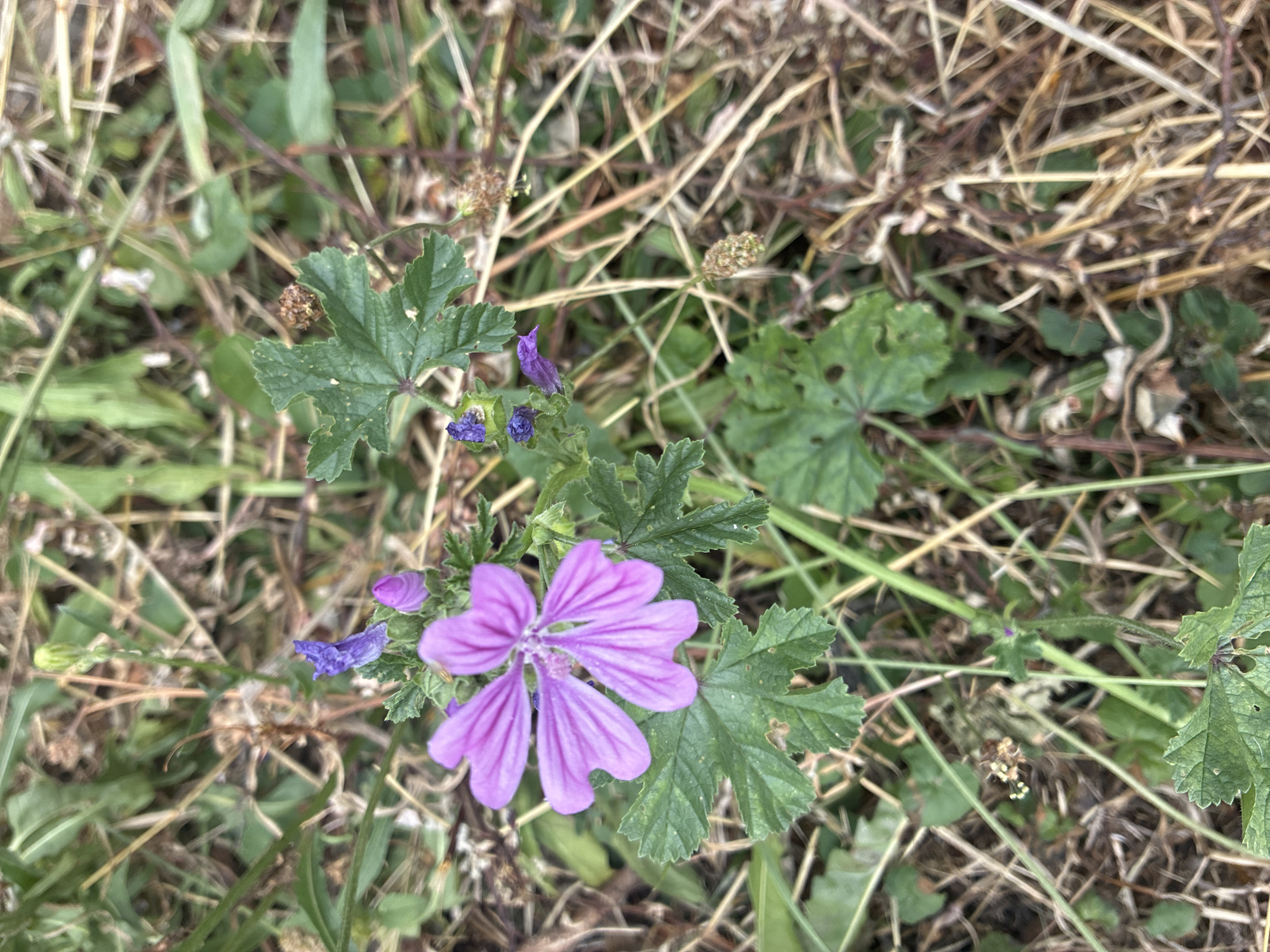 A single, bright pink mallow flower with five deeply notched petals is the focal point of the image, positioned slightly left of center. The flower is surrounded by dark green, lobed leaves and a scattering of small, purplish-blue buds or faded flowers. The background consists of dry, brown grass, twigs, and some greener foliage, suggesting an outdoor, natural setting. The scene is likely located in a park or green space within the city of Prague, Czechia, given the context. No people or specific actions are depicted.