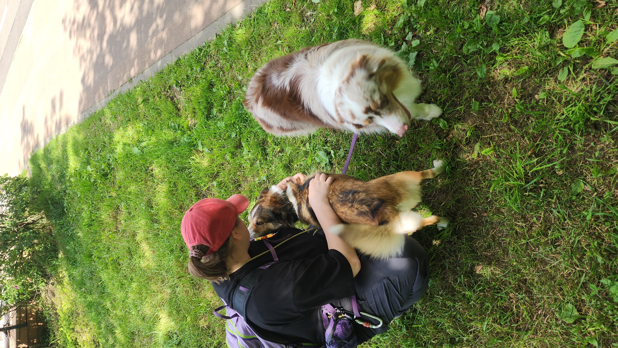 In a grassy area next to a paved walkway, a person wearing a red baseball cap and a black t-shirt is interacting with two dogs. The person is seated on the ground, holding one dog close and petting its head. This dog has brown, black, and white fur. Another dog, with predominantly brown and white fur, is lying down a short distance away, also on the grass. The scene is outdoors, likely during the daytime, as evidenced by the shadows cast on the walkway. The grass appears green and well-maintained, suggesting a park or similar outdoor space. The person is wearing a backpack with purple accents. The overall mood seems relaxed and affectionate, with the person showing tenderness towards the dogs. No visible text is present in the image. The location is specified as Moscow, Russia.