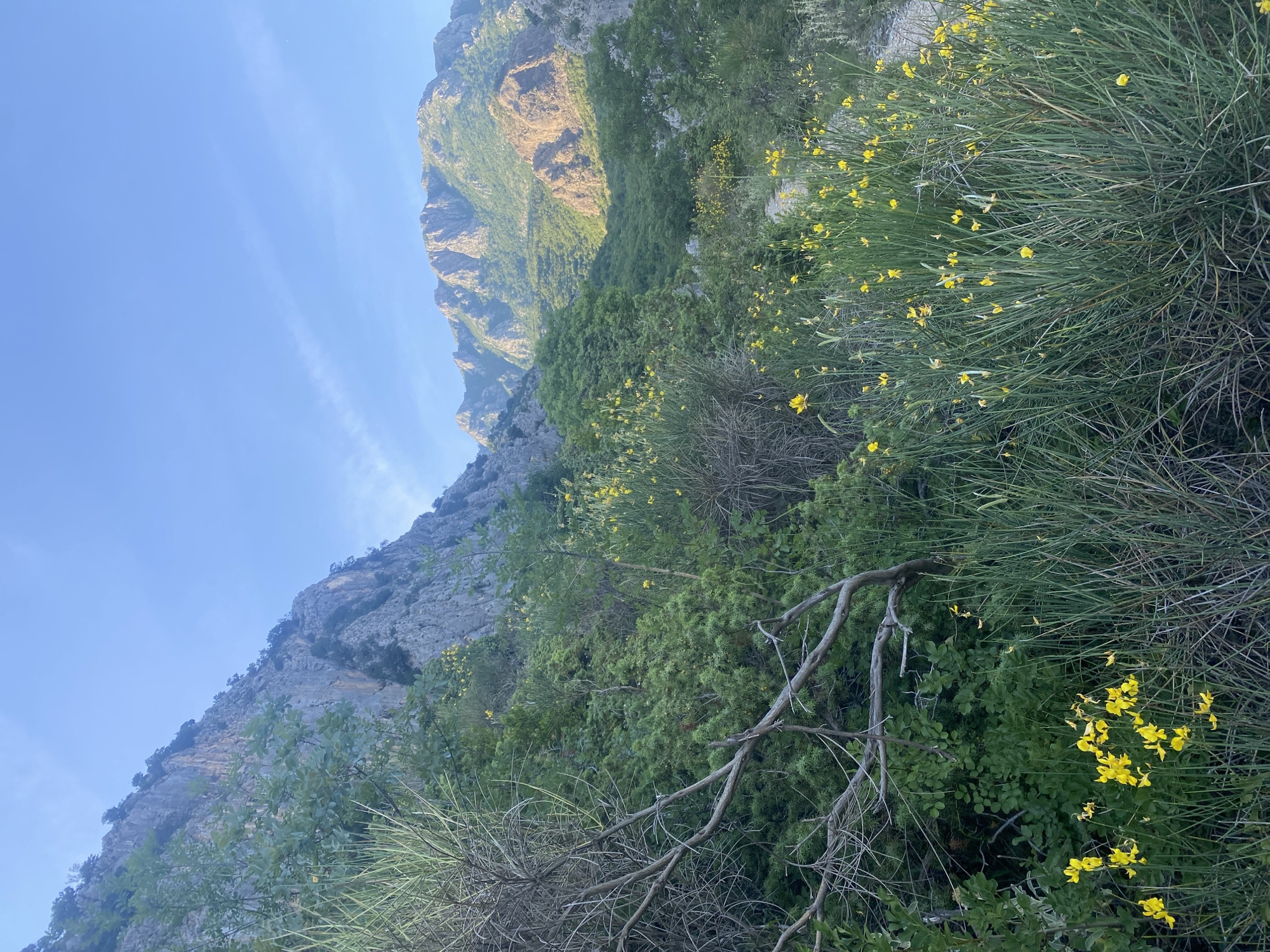 This image presents a stunning mountainous landscape, likely located in Zupci, Montenegro. The scene is dominated by rugged, tall mountains that rise dramatically in the background and midground, their rocky surfaces interspersed with areas of green foliage. Sunlight illuminates the upper sections of some peaks, highlighting their contours and textures, while other parts remain in shadow, suggesting a dynamic play of light and shade.
The foreground and right side of the image are densely populated with vibrant green vegetation. Various shrubs and bushes are prominent, notably featuring plants adorned with numerous small, bright yellow flowers, possibly broom or gorse, which introduce a vivid splash of color to the natural palette. Some dried branches or deadwood are also visible among the lush greenery.
The sky, occupying the upper left quadrant, is a clear, serene blue, marked by a few faint, elongated white clouds, indicating fair and sunny weather. The overall impression is one of natural beauty and tranquility. There are no people or specific activities captured in the static landscape. The lighting conditions suggest it is daytime, possibly morning or late afternoon. No visible text is present in the media.
