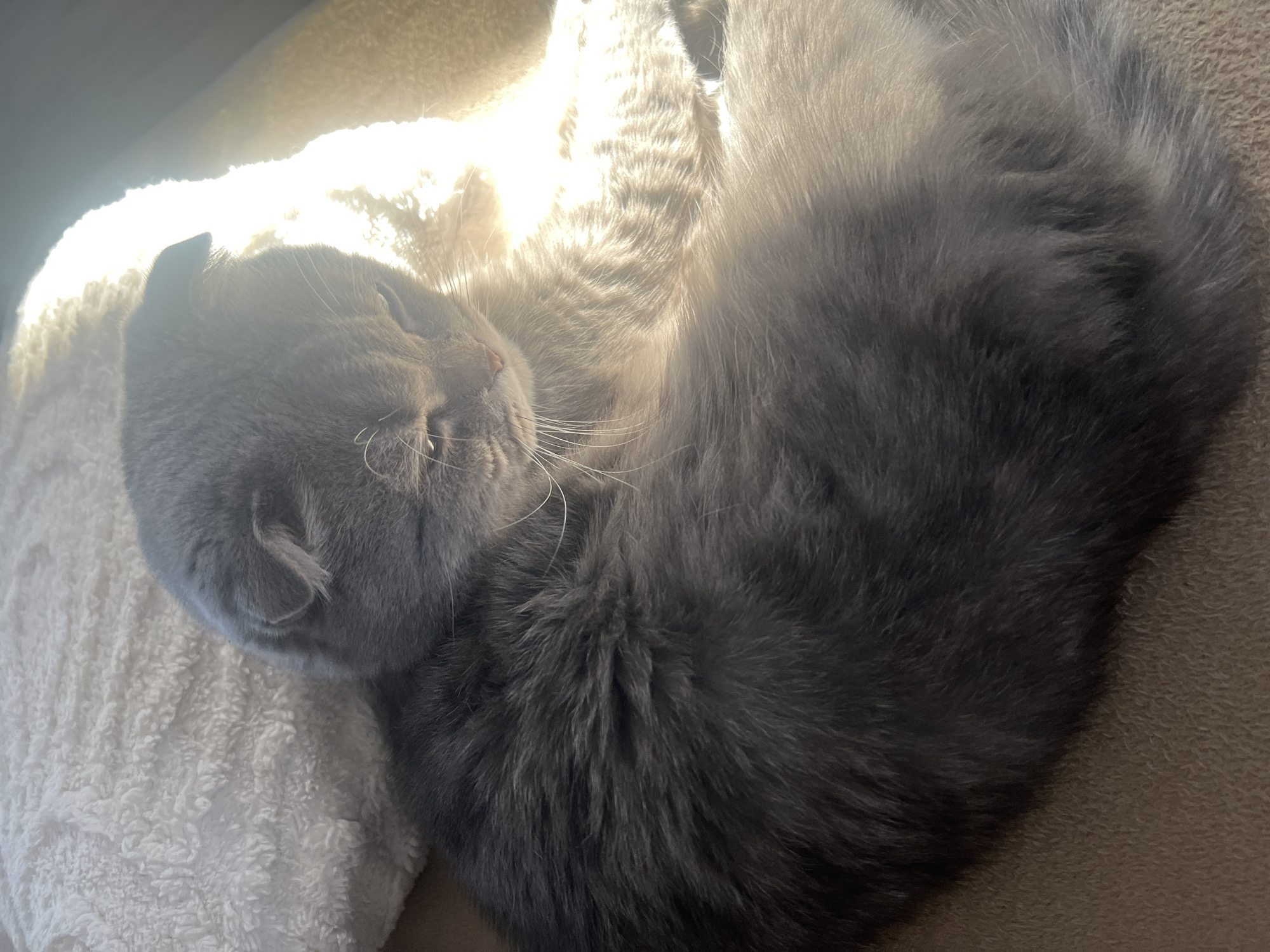 A gray Scottish Fold cat is curled up, asleep, on a white, textured pillow. The cat's head rests on the pillow, and its body is curled in a ball. The photo is taken indoors with natural light. The location in Votkinsk, Russia, is not discernible from the image.