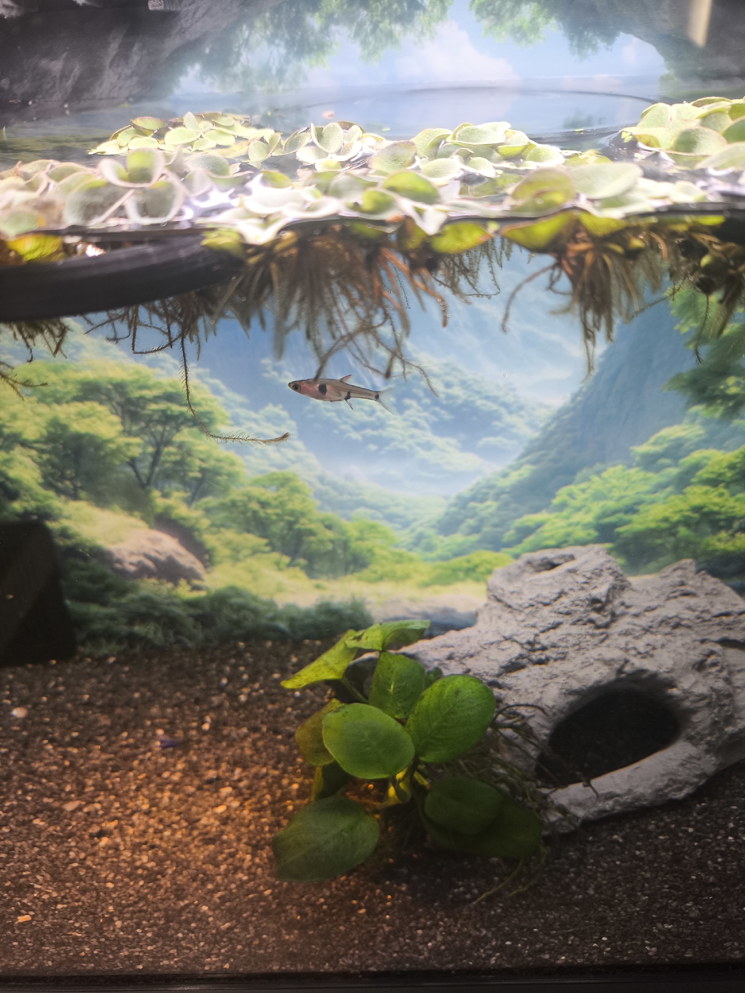 The image shows an aquarium with aquatic plants and a fish. Duckweed floats on the water surface with its roots dangling down. A small fish swims in the water. At the bottom of the aquarium is a rock decoration with a hole and an aquatic plant. The background features a landscape scene of mountains and trees, possibly a backdrop or picture attached to the back of the aquarium. The substrate is dark. There is no indication of the image being located in Moscow, Russia.