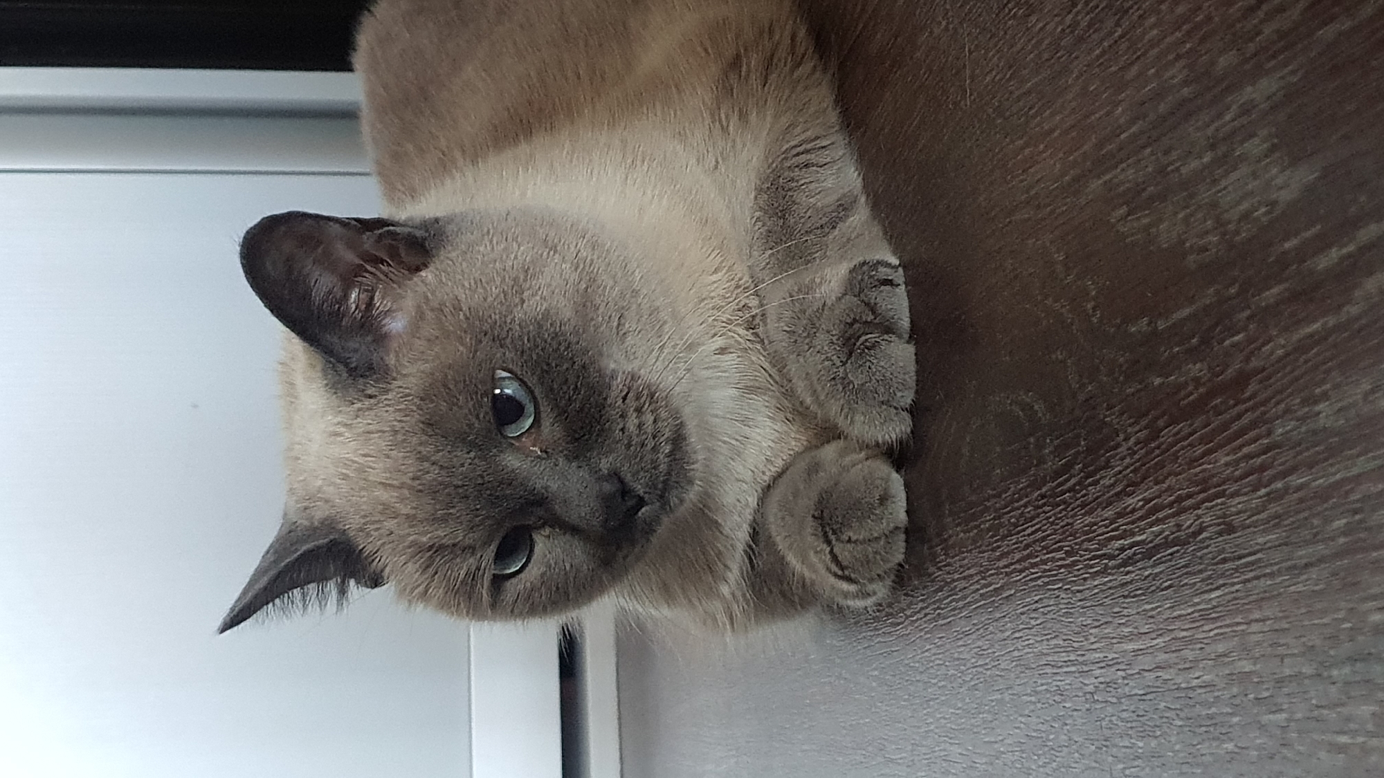 A Siamese cat with blue eyes and light brown fur is lying on a dark brown wooden floor. The cat is looking to the left of the frame. In the background, a white object, possibly a cabinet or a wall, is visible. The lighting in the image suggests an indoor setting. The image is a close-up of the cat, with its head and front paws in focus. The wood grain of the floor is clearly visible, with some slight texture. There are no people or any other animals present in the image. The scene appears to be a still shot captured in a domestic environment.