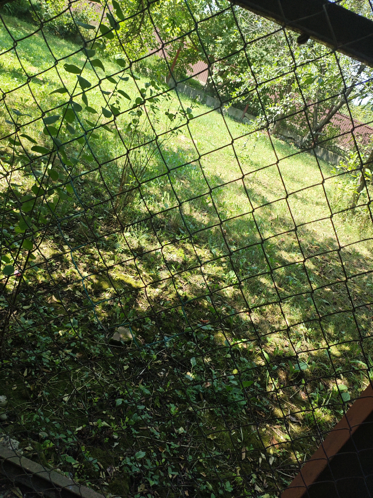 The image depicts an outdoor scene viewed through a wire mesh fence. The fence creates a grid-like pattern over the entire frame. Beyond the fence, there is a grassy area with patches of sunlight and shadow, suggesting it is daytime. Green foliage and trees are visible, some with visible red structures that could be roofs or parts of buildings in the background. The overall impression is of a backyard or park-like setting. There are no people or animals visible in the image. The location of Armavir, Russia, is not evident from the visual content of the image itself.