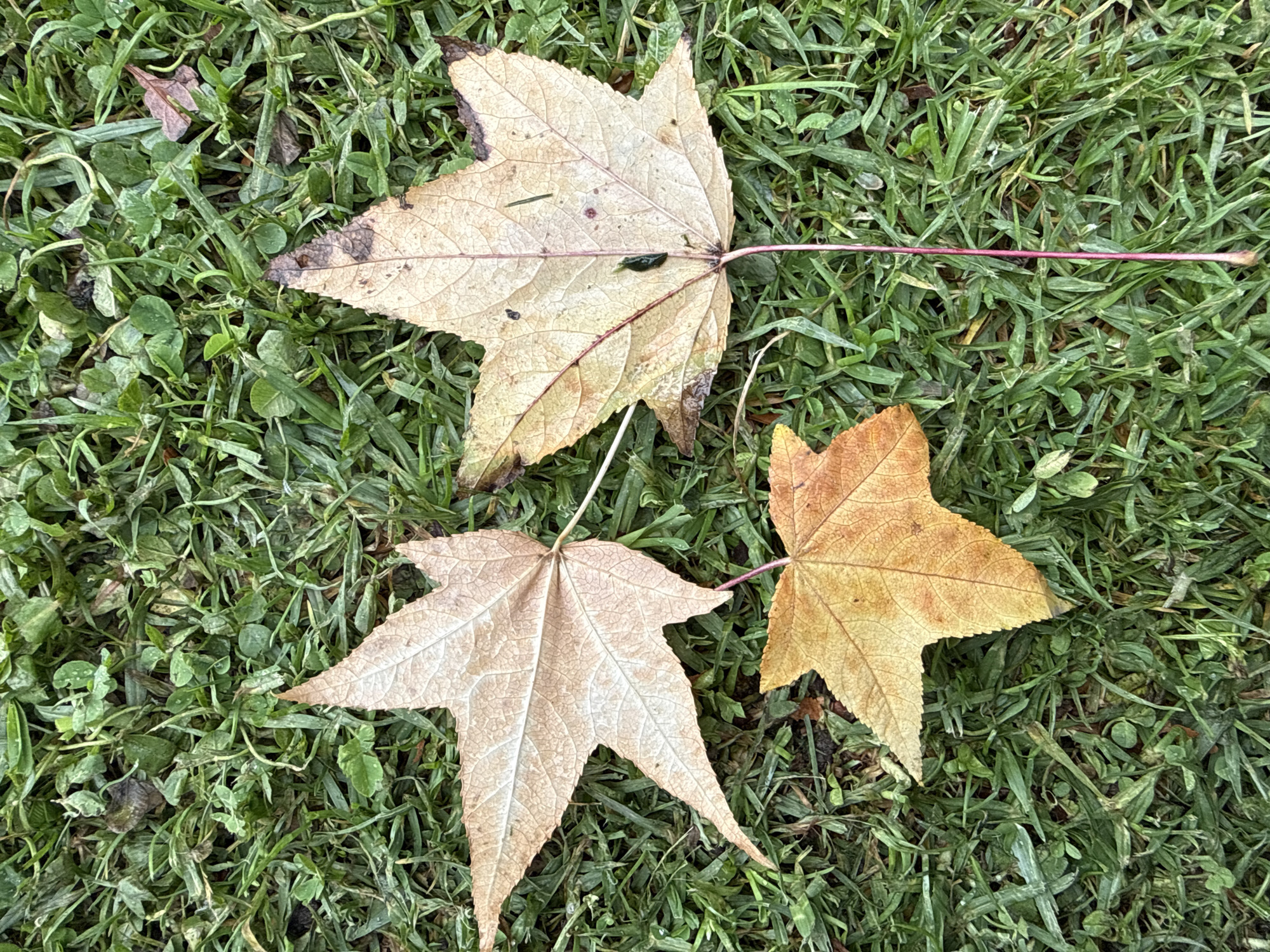 Three fallen deciduous leaves are positioned on a verdant patch of grass, intermingled with clover-like plants, in Madrid, Colombia. The top-left leaf is large, star-shaped, and beige, displaying prominent venation. The top-right leaf is similarly star-shaped, slightly larger, and exhibits a faded yellow-tan hue with visible dark brown edges and a distinctive dark pink stem extending downwards. A small, dark green piece of organic debris rests near its center. The third leaf, located at the bottom-center, is smaller, star-shaped, and a vibrant golden-orange, with a dark pink stem extending upwards. The grass appears dense and moist, with some desiccated blades visible beneath and around the leaves. No human presence or explicit actions are depicted in the scene.