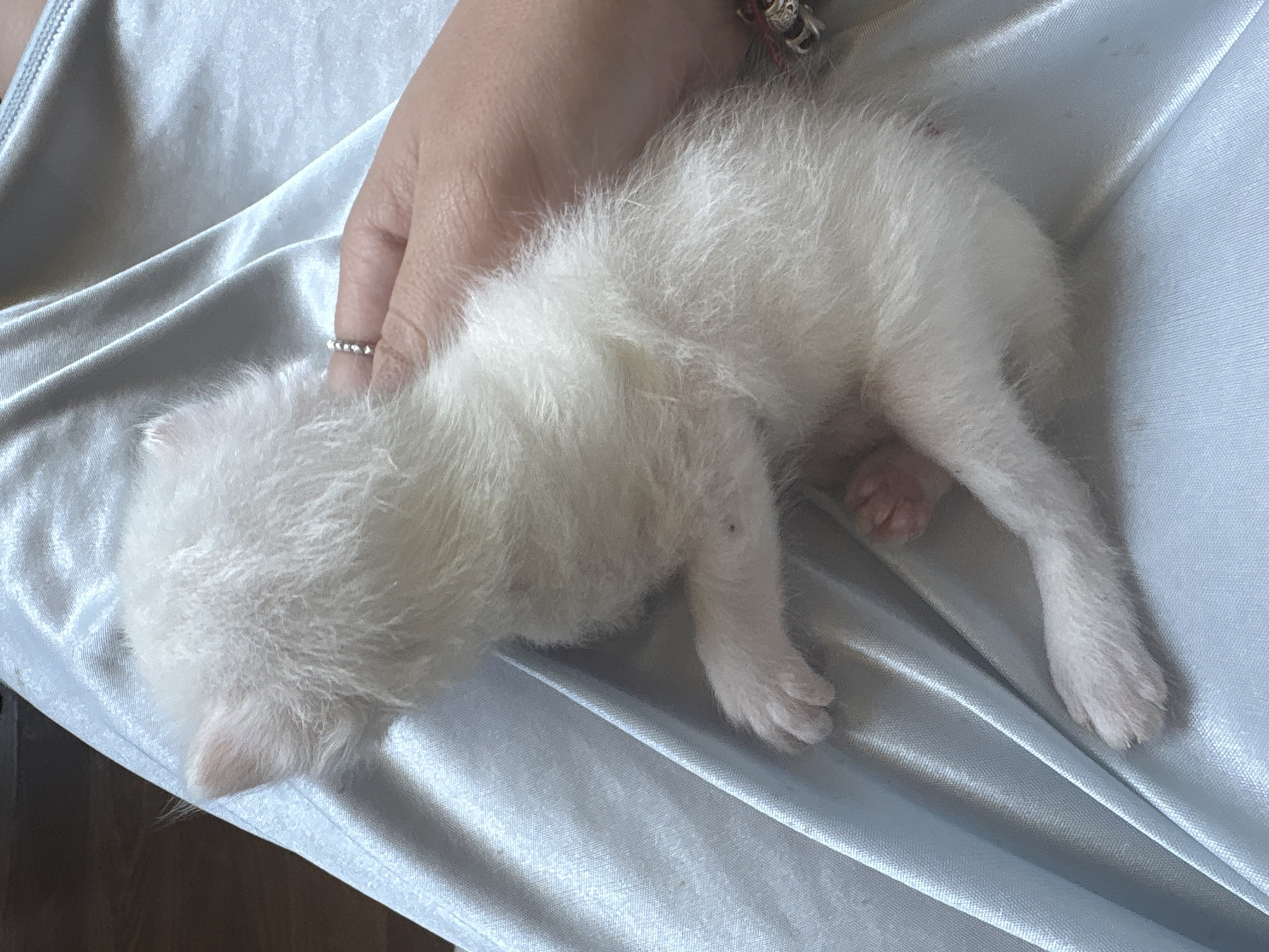 A very young, fluffy white kitten is held on a person's lap, which is covered by a light blue satin fabric. The kitten is curled on its side, facing away from the camera, with its head turned towards the left. Its eyes are not visible. The kitten's fur appears soft and downy. A human hand is gently cupping the kitten's back. The person's hand is adorned with a silver ring and a bracelet with charms. The environment appears to be indoors, with hints of wooden furniture in the background. The lighting is soft, creating a calm and intimate atmosphere. The image has been taken from a high angle.