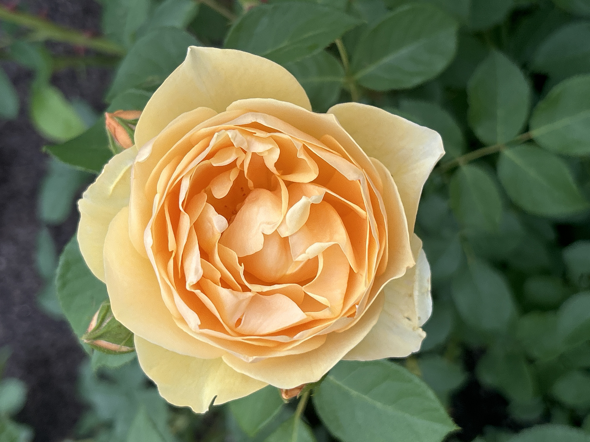 An outdoor, close-up, eye-level, vertical shot captures a fully bloomed, peach-colored rose with tightly packed, ruffled petals in the center and softer, broader petals radiating outwards. The rose's stem and several green leaves are visible surrounding it, with two small, green rosebuds in the upper portion of the frame. The background consists of out-of-focus green foliage and dark earth, suggesting a garden setting. The image appears to be taken in Mount Royal, Canada.