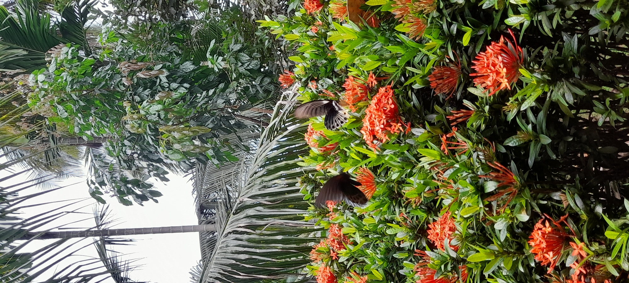 The image shows a vibrant scene of nature, likely in Palohpanyang, Indonesia. Two butterflies with dark bodies and white markings are in mid-flight near a cluster of bright orange Ixora flowers. The flowers are surrounded by lush green leaves. In the background are more green plants, and the fronds of a palm tree are visible on the left. The sky is light and overcast. The scene seems to capture a moment of natural activity.