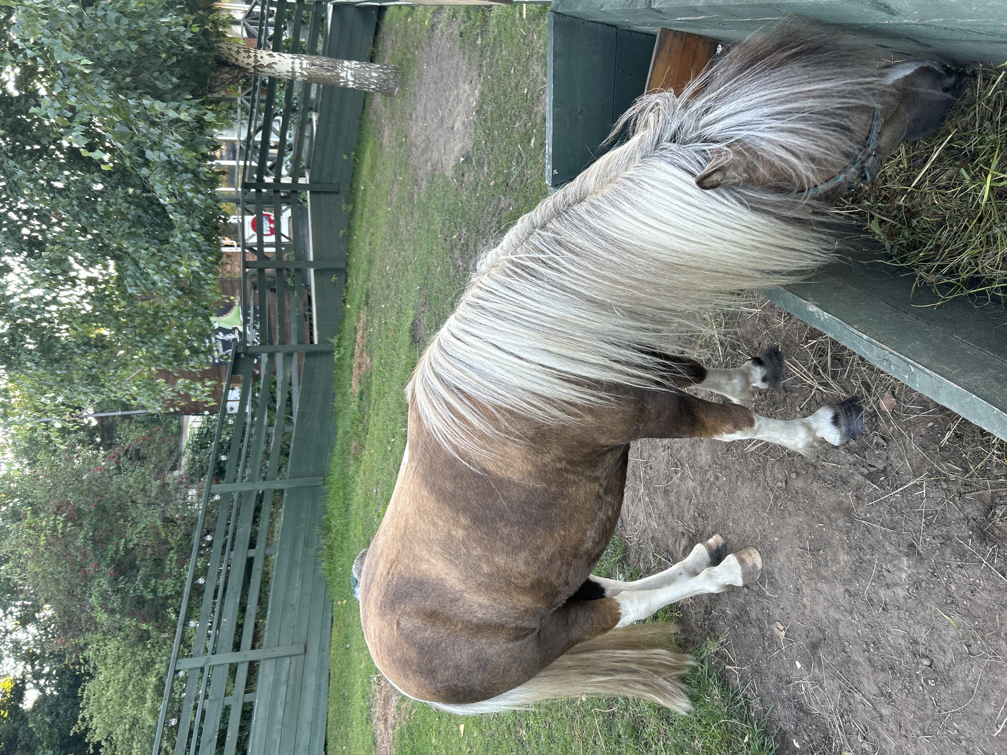 A brown and white pony with a light blonde mane is eating hay from a green wooden trough in a rural outdoor enclosure. The enclosure is fenced with green wooden planks and surrounded by grass and trees. In the background, a rustic wooden building with windows is visible, and beyond that, more trees and a glimpse of a white car suggest a suburban or semi-rural setting. The sky is overcast, and the lighting indicates it is likely late afternoon or early evening. The overall scene depicts a peaceful moment at a rural establishment in Romashkovo, Russia.