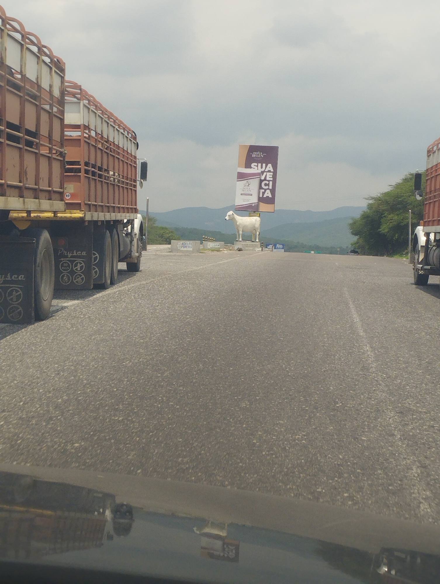 The image captures a highway scene in Carora, Venezuela. Two large livestock transport trucks flank the sides of the road. In the center, a life-size statue of a white cow stands in front of an advertisement billboard that reads “Suavecita”. The road is gray asphalt. In the background, there are distant mountains and green vegetation. The sky is cloudy. The photograph is taken from inside a vehicle.