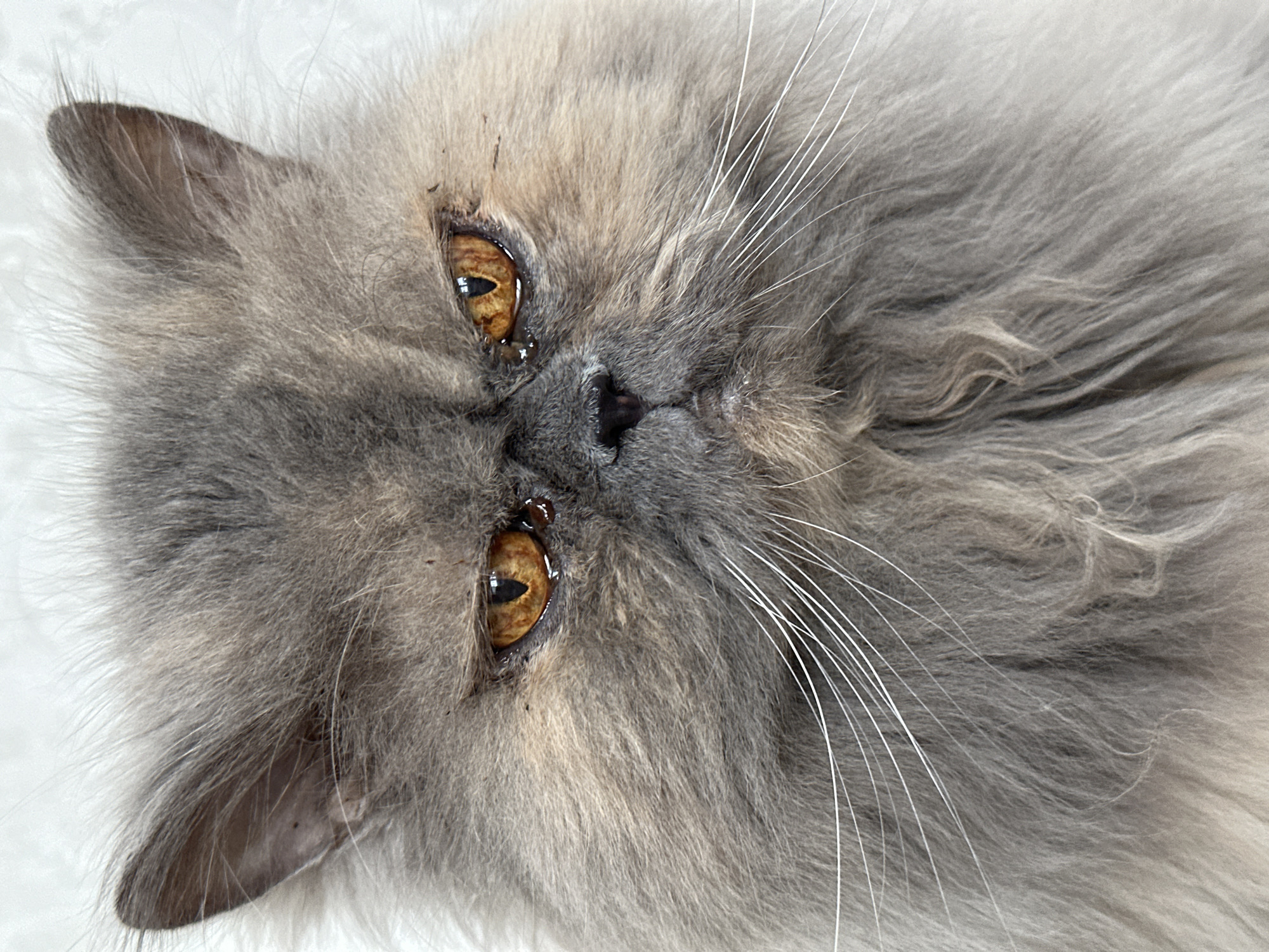 A close-up, slightly angled, studio shot features a gray Persian cat's face. The cat has long, fluffy fur and prominent amber eyes with visible tear stains or discharge. Its whiskers are long and white. The background is out of focus and appears to be a white, soft surface. The location in the city of Chaikovsky, Russia, is not discernible from the image itself.