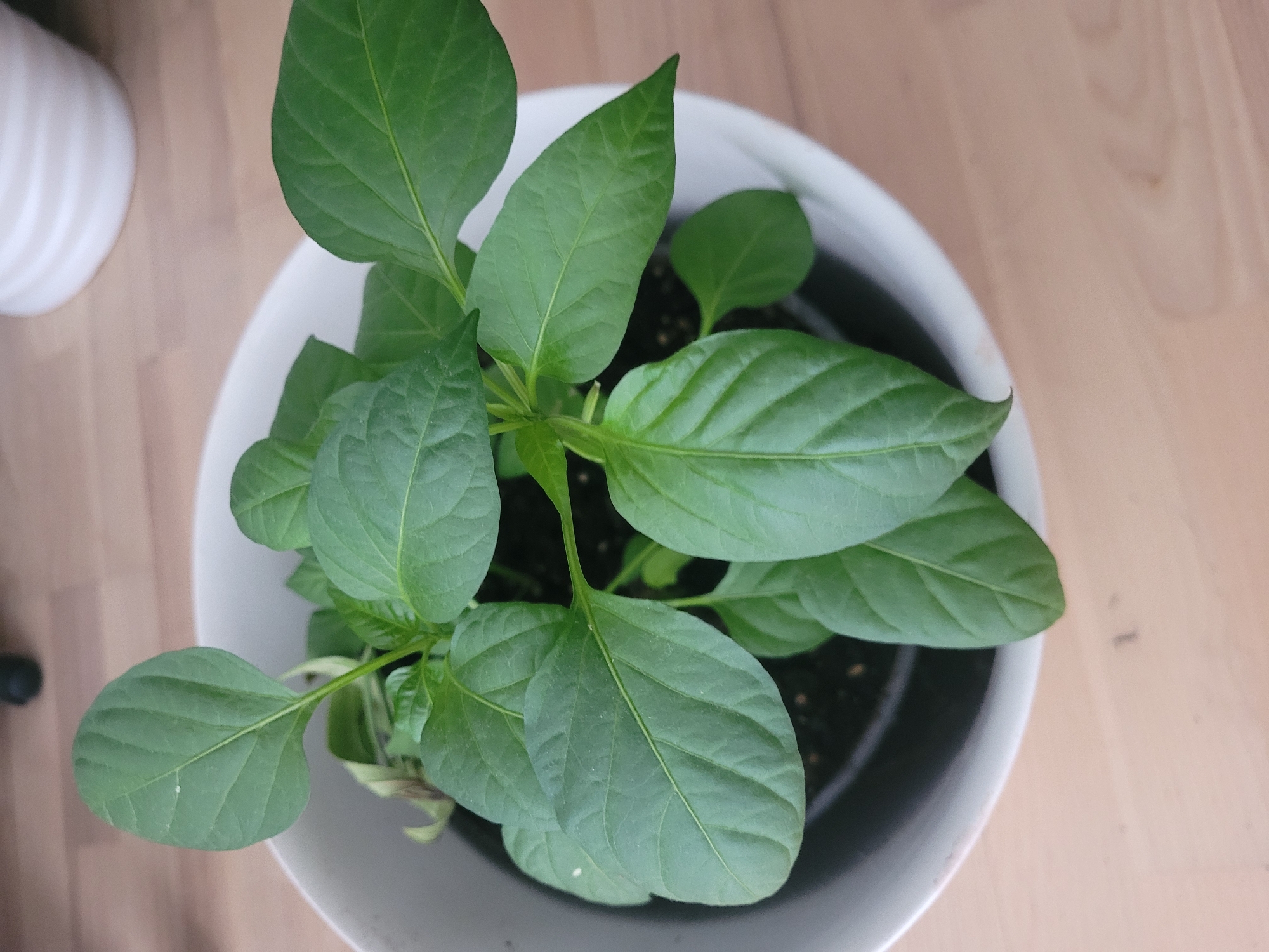 An overhead shot captures a healthy, green potted plant with large, oval leaves and a central stem, situated on a light wooden surface. The plant is in a white ceramic pot, which is partially visible. The background includes a blurry white object on the right, possibly another pot, and a dark vertical object on the left, which could be a piece of furniture or equipment. The lighting suggests an indoor environment. There are no people or animals present in the image. This image does not depict any specific location in the city of Jūrmala, Latvia.