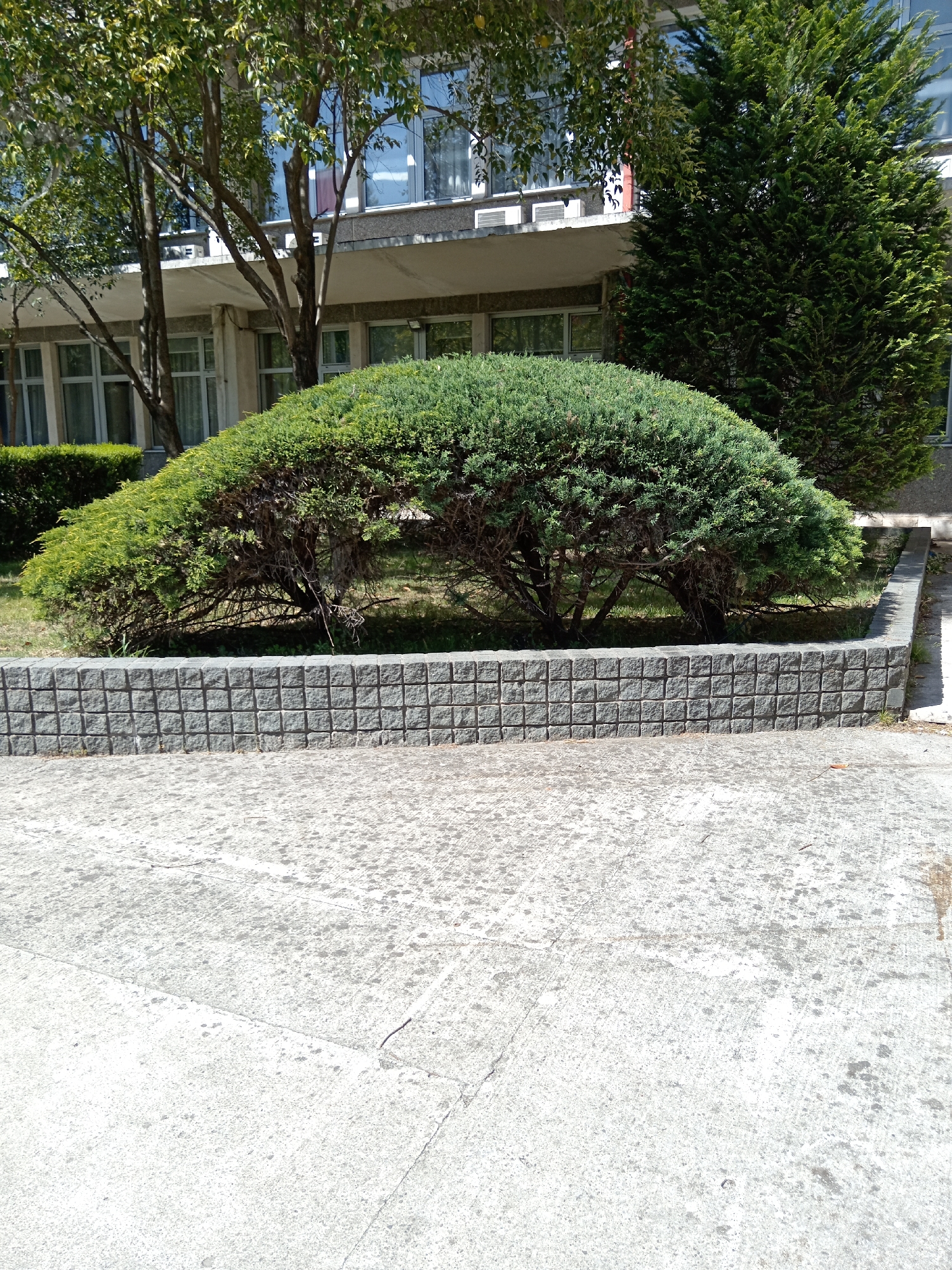 The scene is an exterior shot of a landscaped area, likely in Podgorica, Montenegro, based on visual cues common to the region. A raised concrete planter bed with a tiled facade contains a large, arch-shaped shrub. Behind the shrub is a variety of other plants and trees, along with a multistory building featuring numerous windows and concrete structural elements. The foreground consists of a weathered concrete pavement. No people are visible. The environment is bright and sunny.