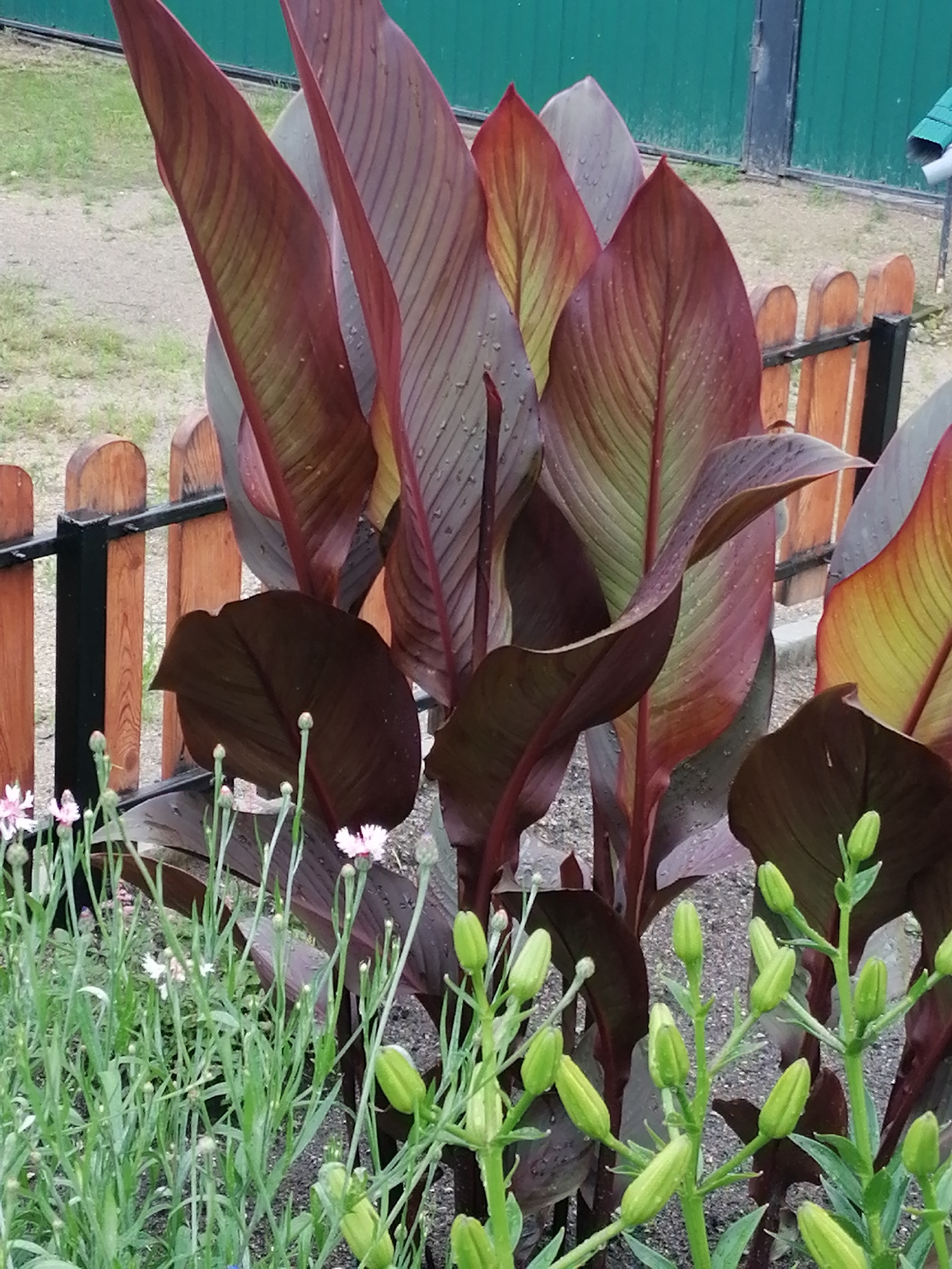 The image depicts a close-up view of a garden bed featuring large, dark red and green Canna lily plants with prominent veining. Scattered among the Canna lilies are smaller plants with delicate pink and white flowers and numerous green, unopened flower buds. A low, wooden picket fence with black metal posts borders the garden bed. In the background, a muted green fence and a patch of gravelly ground are visible. The scene appears to be an outdoor setting, likely a yard or park. The image does not contain any people or discernable actions. The location is identified as Shadrinsk, Russia.