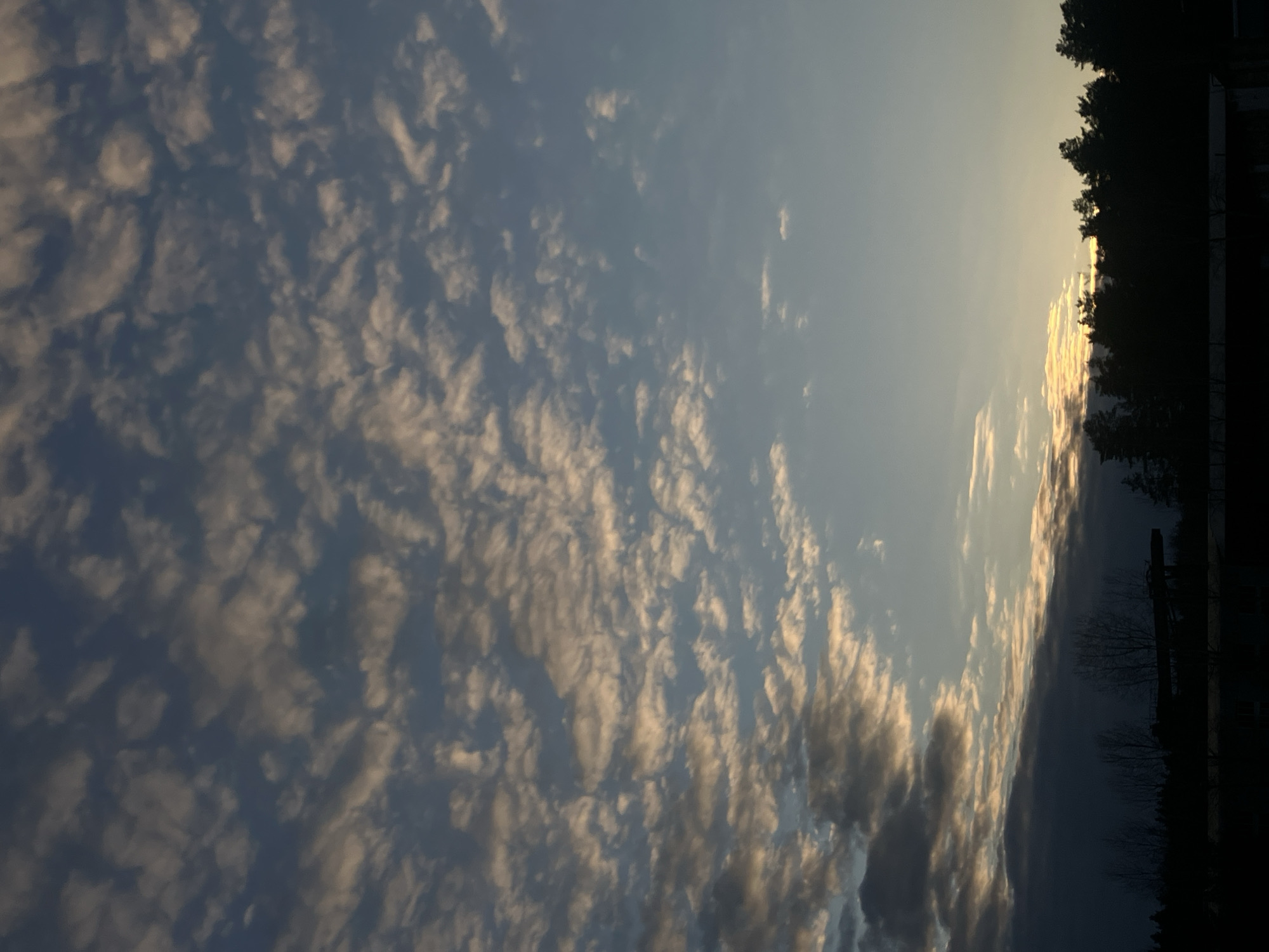 The image shows a sky filled with altocumulus clouds, with a light blue hue visible between the cloud formations. The clouds are illuminated with a golden light, likely from the setting or rising sun. A dark silhouette of trees is visible at the right edge of the image. The photograph has been rotated 90 degrees counter-clockwise. The image does not contain enough information to determine a specific location in Noviy, Russia, or any details about people, subjects, objects, or actions.