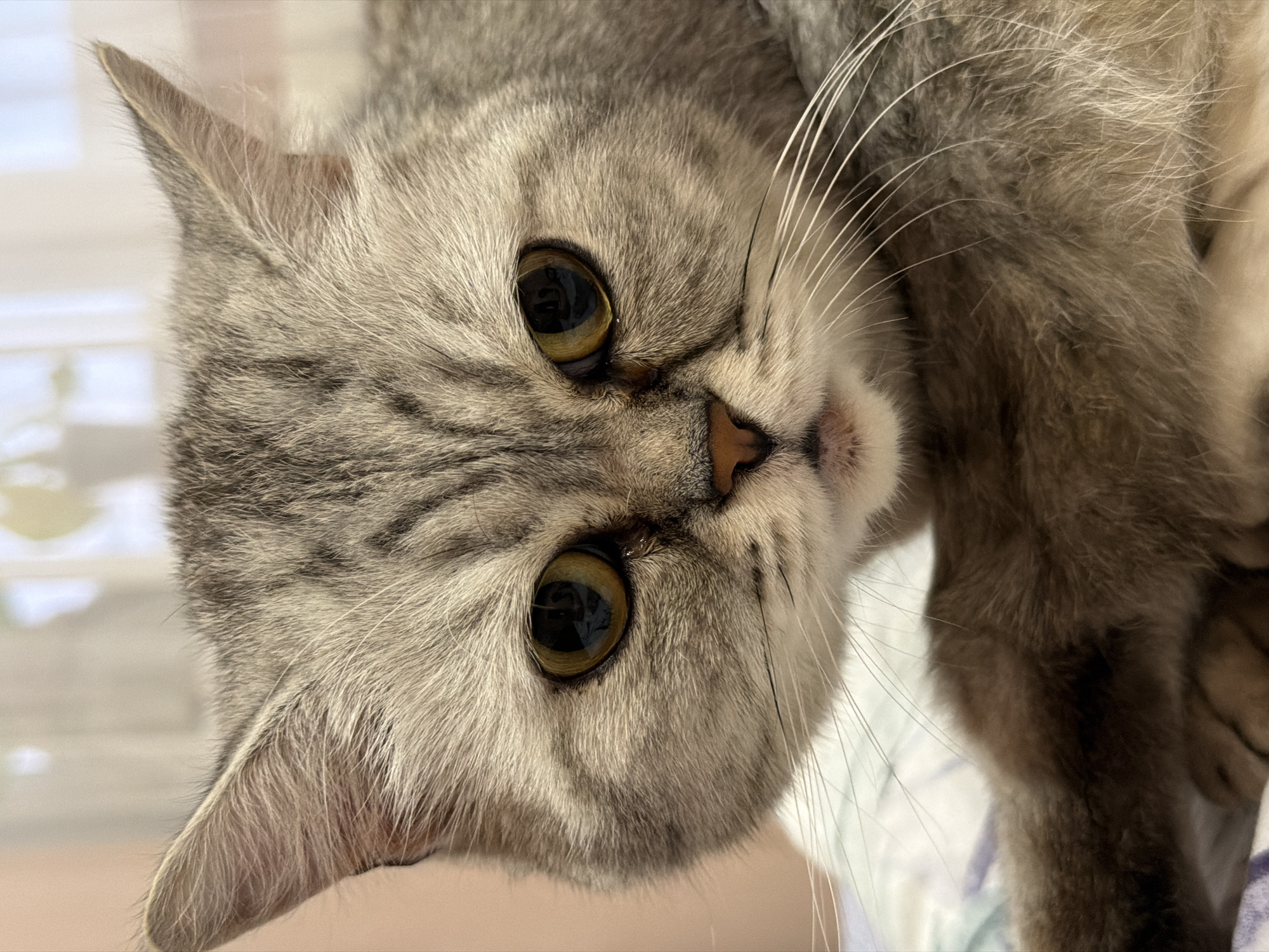 This is a close-up, Dutch-angle, vertical photograph of a silver tabby cat. The cat's face fills most of the frame, with its ears slightly tilted and its large, golden eyes looking towards the viewer. The cat has distinctive dark tabby markings on its forehead, cheeks, and around its eyes, contrasting with its lighter silver fur. Its pink nose is visible, along with long, white whiskers. The cat's fur appears soft and well-groomed. The background is blurred, suggesting a shallow depth of field, and appears to be an indoor setting with soft lighting. There are hints of light-colored bedding or fabric in the background, possibly with a subtle blue pattern. The overall impression is intimate and peaceful, focusing on the cat's captivating gaze. No text is visible in the image.