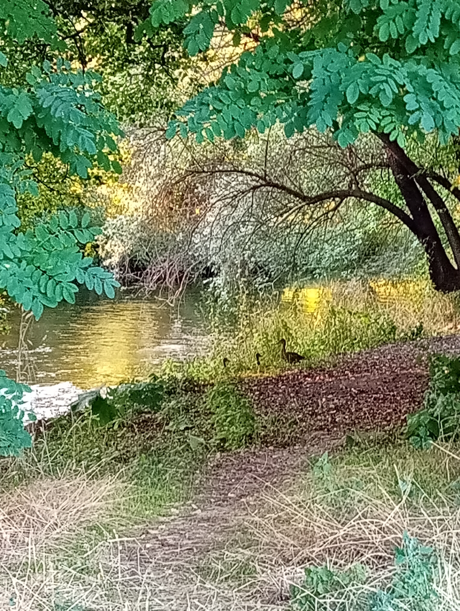 The image depicts a tranquil waterside scene in Tišnov, Czechia. A calm body of water, likely a river or stream, occupies the left side of the frame, its surface reflecting the golden sunlight filtering through the surrounding foliage. The banks of the water are lushly vegetated with a mix of grasses, reeds, and shrubs. On the right bank, a path covered in dark mulch leads into the scene. Two dark figures, appearing to be waterfowl, are visible near the water's edge, partially obscured by the vegetation. The scene is framed by the dense green canopy of trees, with their branches arching over the water and foreground. The overall impression is one of natural serenity.
