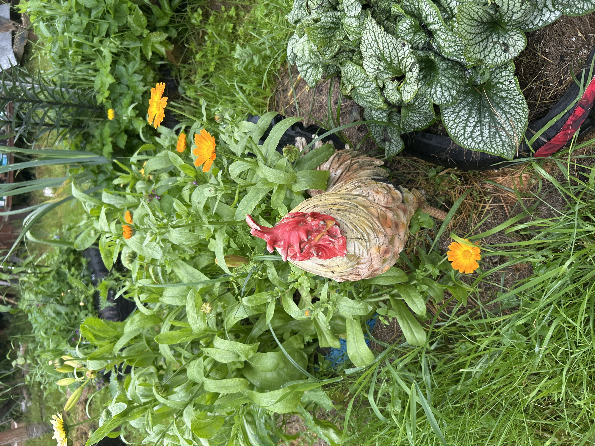 In an outdoor garden setting, likely in Вишенка Снт, Russia, a decorative ceramic rooster stands amidst lush green foliage and several bright orange calendula flowers. The rooster, with its red comb and weathered, light brown and pink body, is positioned in the center of the frame, facing slightly to the right. In the foreground, to the right of the rooster, a patch of plants with large, heart-shaped leaves adorned with intricate silvery veins adds texture to the scene. The ground is covered in grass and soil, with some dry straw visible. In the background, taller green plants and the suggestion of a wooden fence or structure are present. The overall impression is one of a well-tended, somewhat wild garden, potentially a personal backyard or allotment. There are no people or animals present, only the static decorative rooster and the natural elements of the garden.