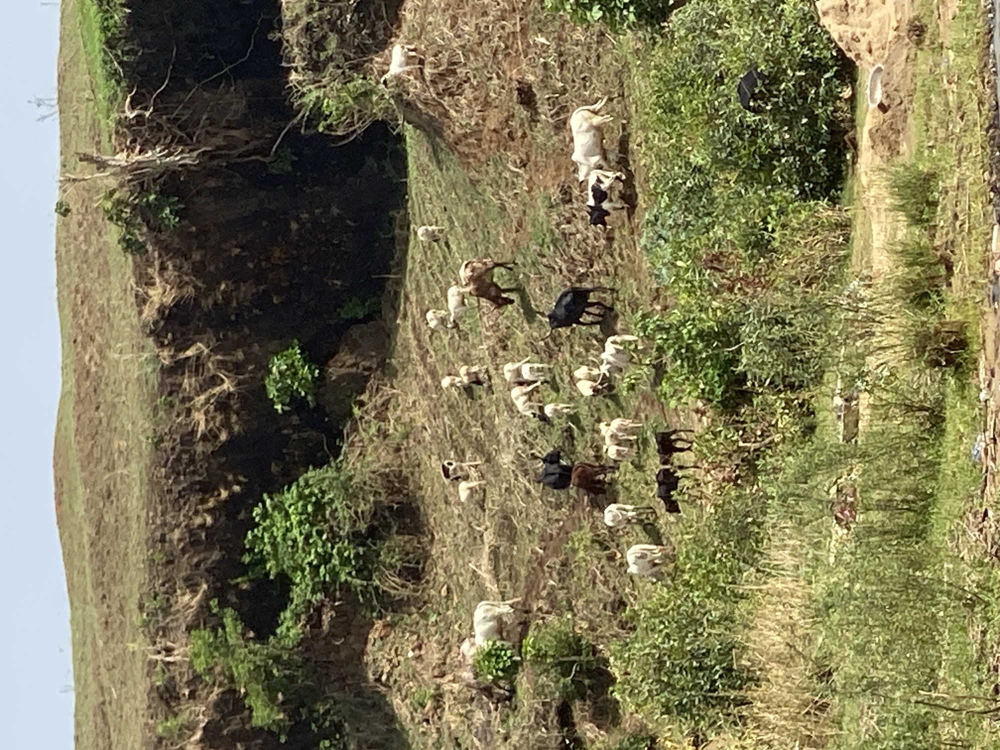 This media file presents a wide, slightly high-angle view of a natural, sloped landscape under clear daylight, characteristic of a hillside or valley in Maigizo, Nigeria. The terrain is predominantly dry, brown earth, interspersed with numerous patches of green vegetation, including shrubs and some small trees, particularly dense in the lower and right sections of the image. A visible dirt path or track winds horizontally across the mid-ground.
The primary subjects are a large herd of domesticated animals, consisting mainly of goats and a few cows, scattered across the entire visible slope. The goats exhibit various colors, including white, black, and brown, and are depicted grazing or moving freely on the natural ground. At least one prominent white cow is visible in the upper right portion of the scene, with other dark-colored livestock also interspersed among the herd.
The scene suggests a rural setting where livestock forage in a natural, somewhat arid environment. The time of day is daytime, indicated by the bright, clear sky and well-defined shadows. No people are visible in the image, nor is there any discernible text. In the far background on the left, faint structures resembling power line towers can be glimpsed against the horizon.