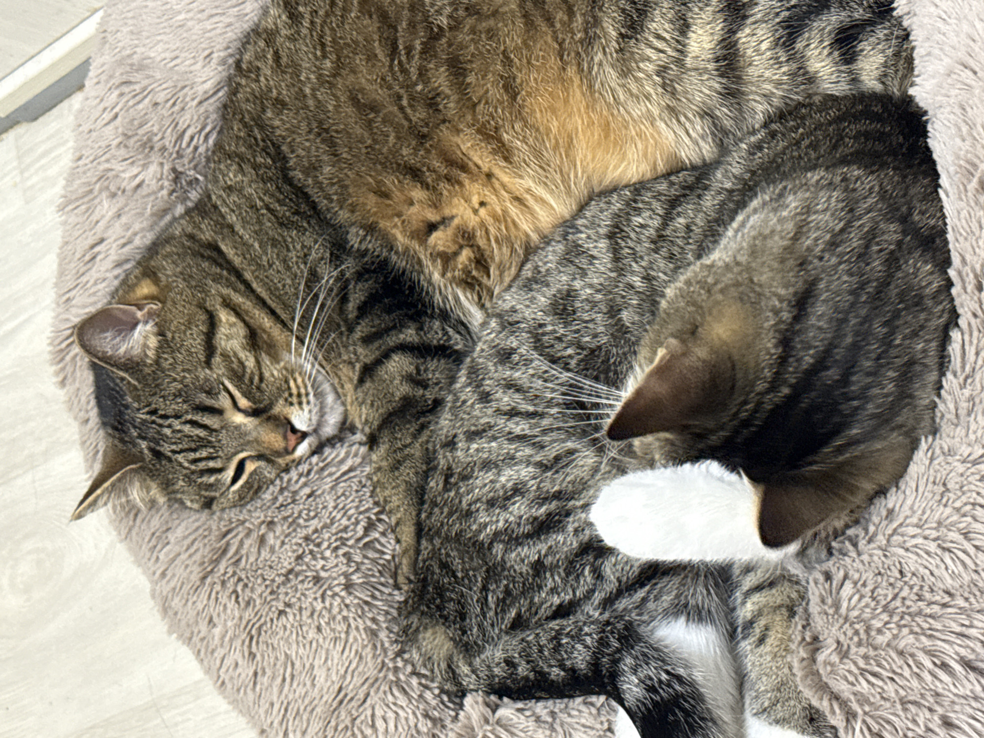 The image shows two domestic cats sleeping together on a soft, taupe-colored pet bed. The cat in the foreground is curled up, with its head facing away from the viewer and its ears visible. Its fur is a mix of gray and black tabby stripes. The second cat is nestled behind the first, with its head resting on the first cat's body. This cat also has tabby markings, with shades of brown and black. Both cats appear to be relaxed and comfortable. The pet bed is situated on a light-colored floor. The overall scene is one of peaceful slumber. The location of this image in Simferopol, Ukraine, is not discernible from the visual information provided.