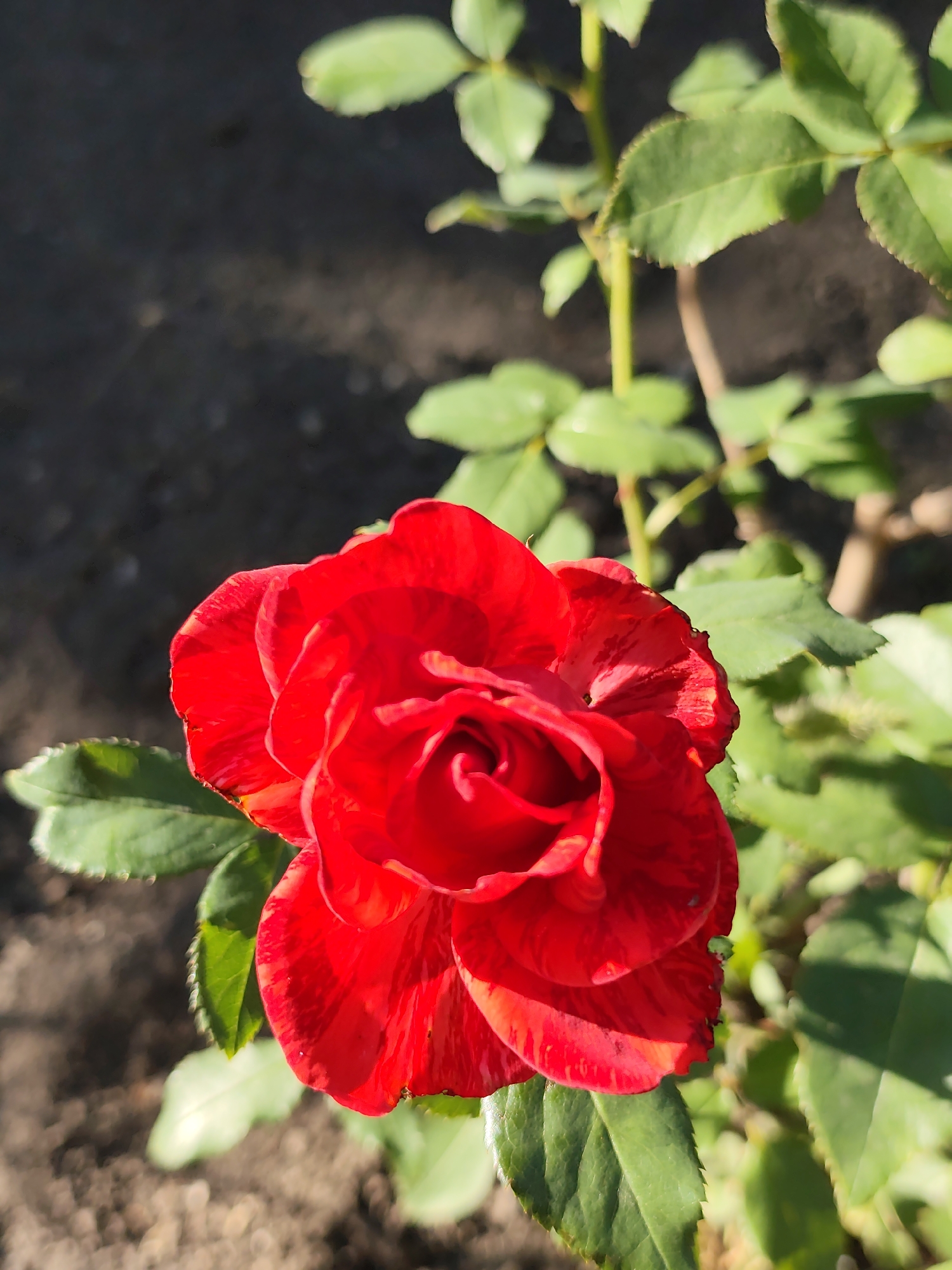 A close-up, eye-level shot shows a vibrant red rose in bloom, with its petals unfurling to reveal a tightly coiled center. The rose is positioned slightly off-center to the right, with a stem and green leaves extending upwards and to the right. The background consists of dark, loamy soil, indicating an outdoor setting likely in a garden or park. The lighting suggests a sunny day, with shadows cast on the soil and highlights on the rose petals. The overall scene is one of natural beauty, with the focus solely on the rose. No people or actions are depicted. The image does not contain any information to suggest its location within the city of Bălți, Moldova.