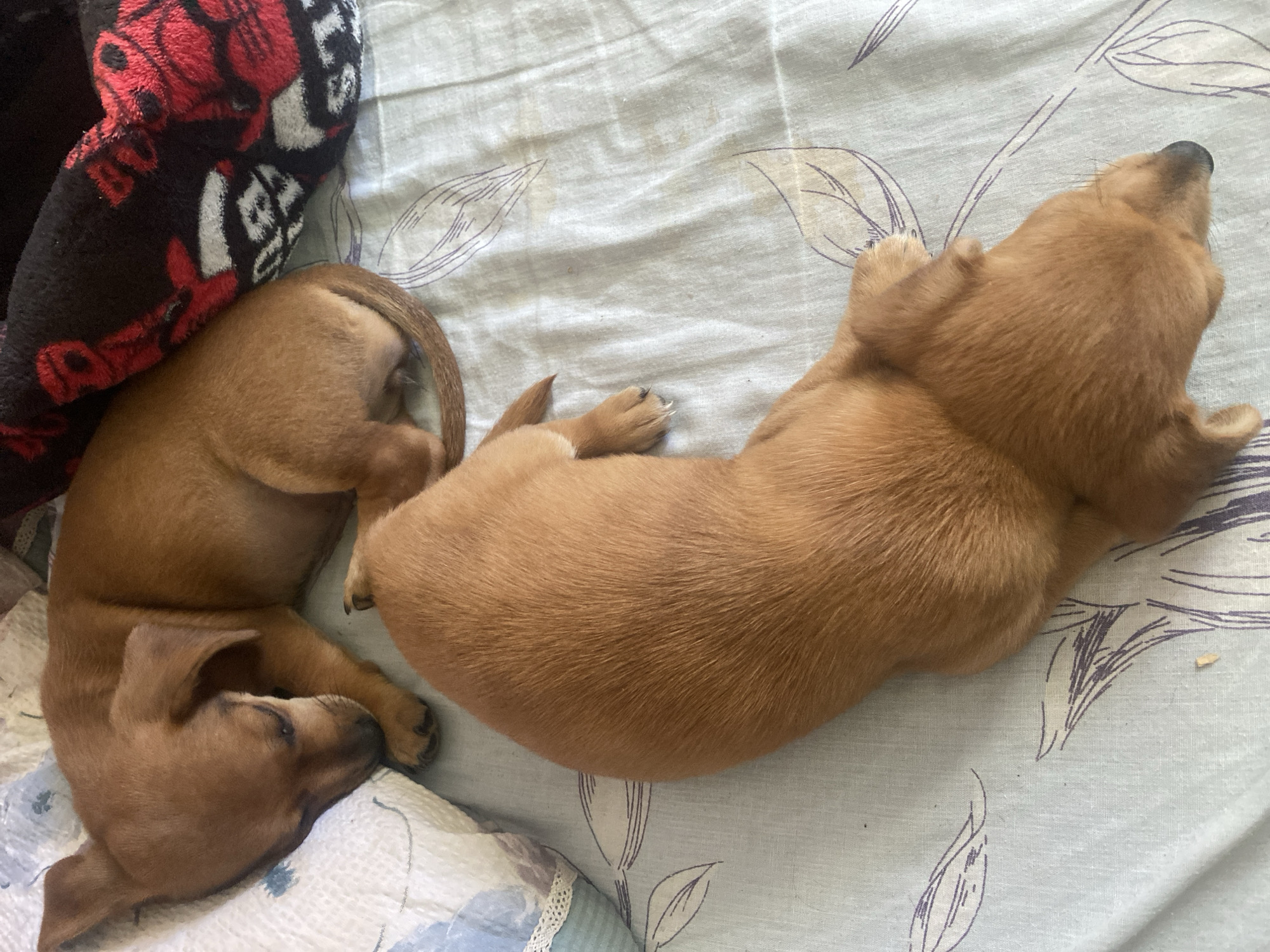 Two brown puppies are sleeping on a light blue patterned sheet. One puppy is on the left, its head resting on a white and blue patterned pillow. The other puppy is below and to the right of the first, curled up. A dark blanket with red and white designs is visible in the upper right corner. The scene is indoors. The exact location within Dnipro, Ukraine, cannot be determined from the image.