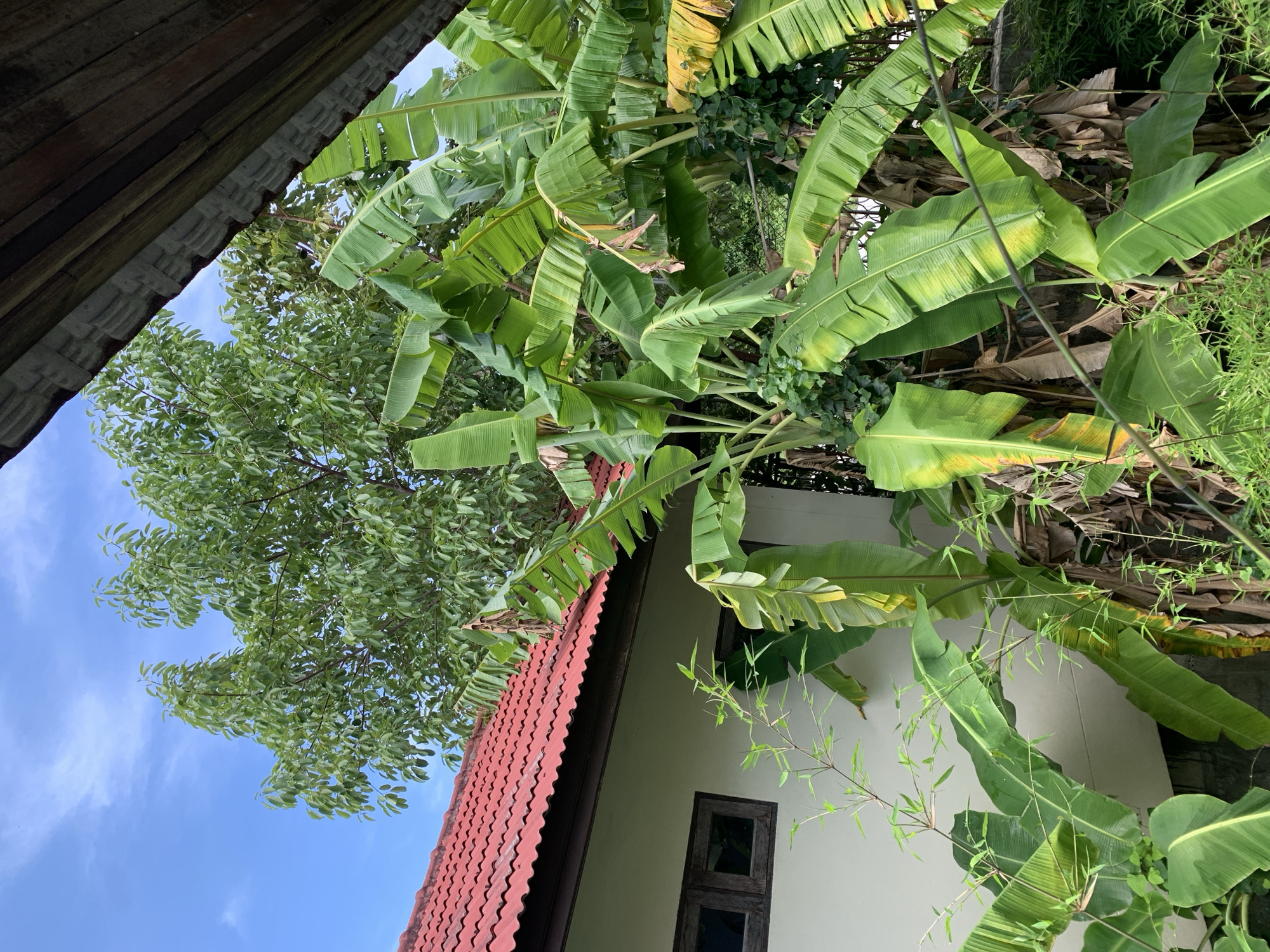The image depicts a view of a building with a red tiled roof and a white exterior wall. Several banana trees with large green leaves are prominently featured in the foreground and midground. A large tree with green foliage is visible behind the banana trees and above the roof. The sky is blue with scattered white clouds. A wooden structure overhangs the top right of the frame. The scene appears to be outdoors, with dense vegetation surrounding the building. The location is identified as Ban Bang Rak, Thailand, suggesting a tropical or subtropical environment. There are no people visible in the image.