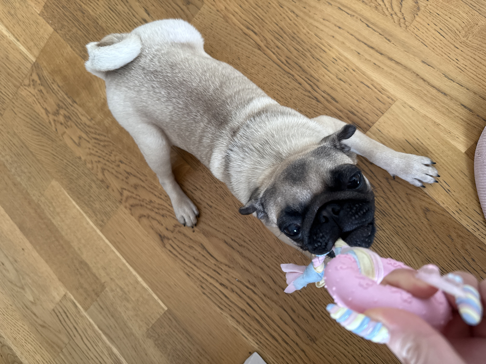A pug puppy is lying on a wooden floor and playing with a toy. The puppy is light brown with a black face and ears. It is holding a pink, blue, and yellow striped toy in its mouth. A hand is holding the other end of the toy, pulling it away from the puppy. The floor is made of light brown wooden planks. The scene appears to be indoors, possibly in a home.