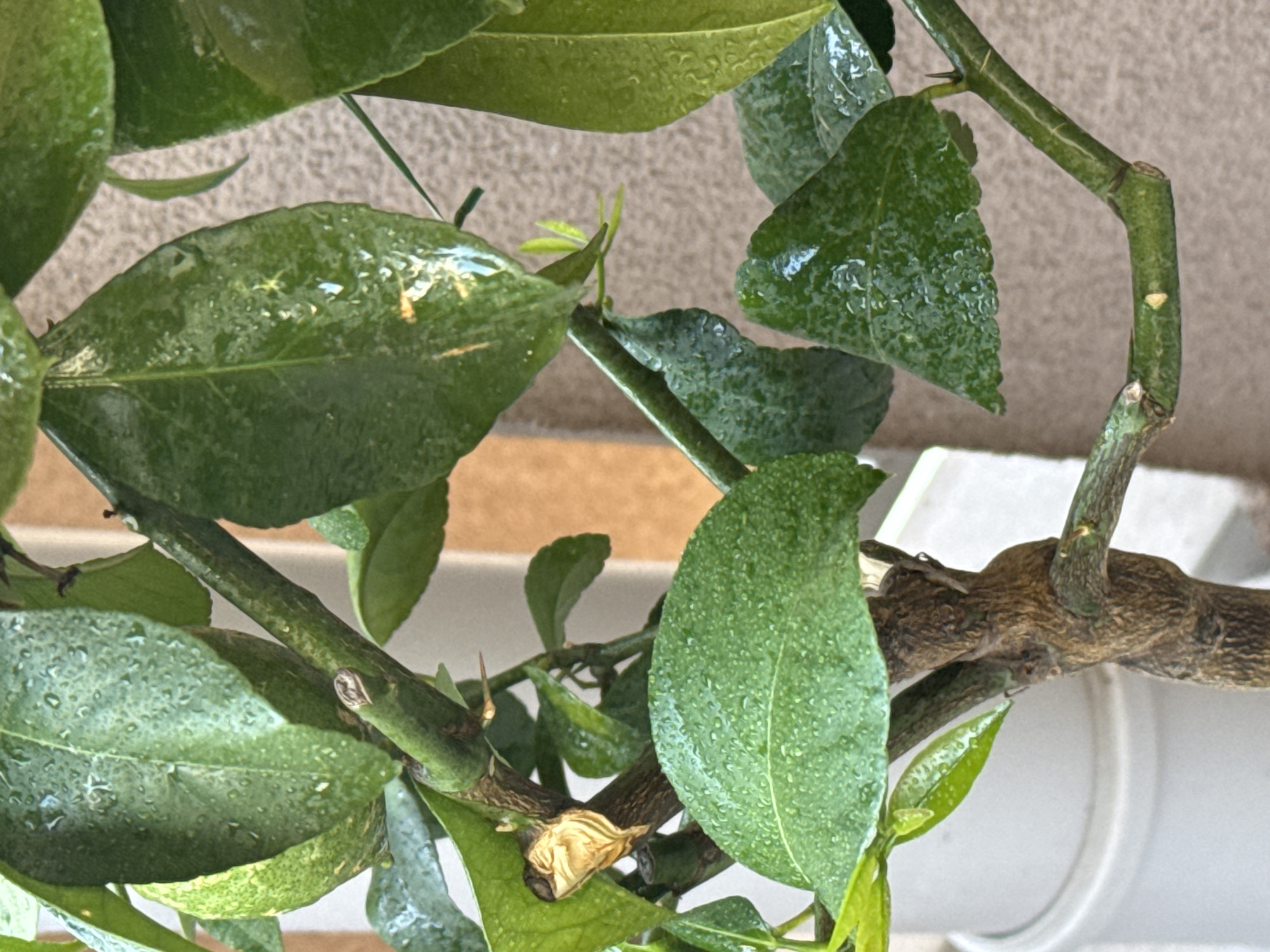 The image is a close-up, eye-level shot of a citrus tree. The branches are woody and brown with green stems. Numerous green leaves are visible, many of them covered in water droplets, suggesting the plant has recently been watered or rained on. Some leaves have a textured appearance. There is a small, unripe green citrus fruit visible peeking out from behind a leaf. The background is blurred, showing a tan textured wall and a white cylindrical object. The overall impression is of a healthy, watered plant. The location is Unknown, Unknown.