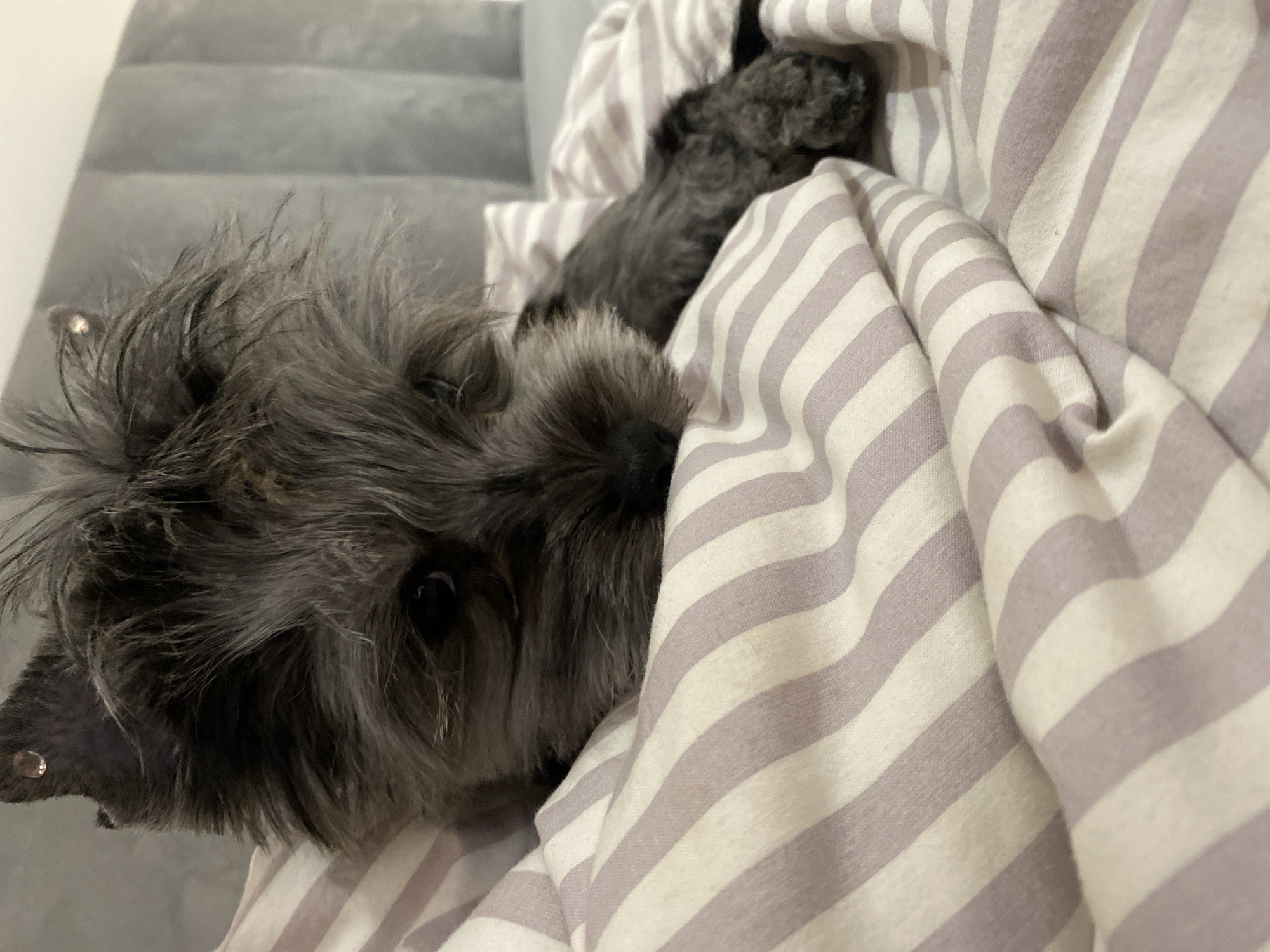 The image shows a dark grey, shaggy-haired dog nestled under a striped blanket on what appears to be a couch or bed. The blanket has alternating white and light purple stripes. The dog's face is partially visible, with one eye open and looking towards the viewer. The background includes a gray surface. It is impossible to confirm if the location is Chaikovsky, Russia based on the information available.