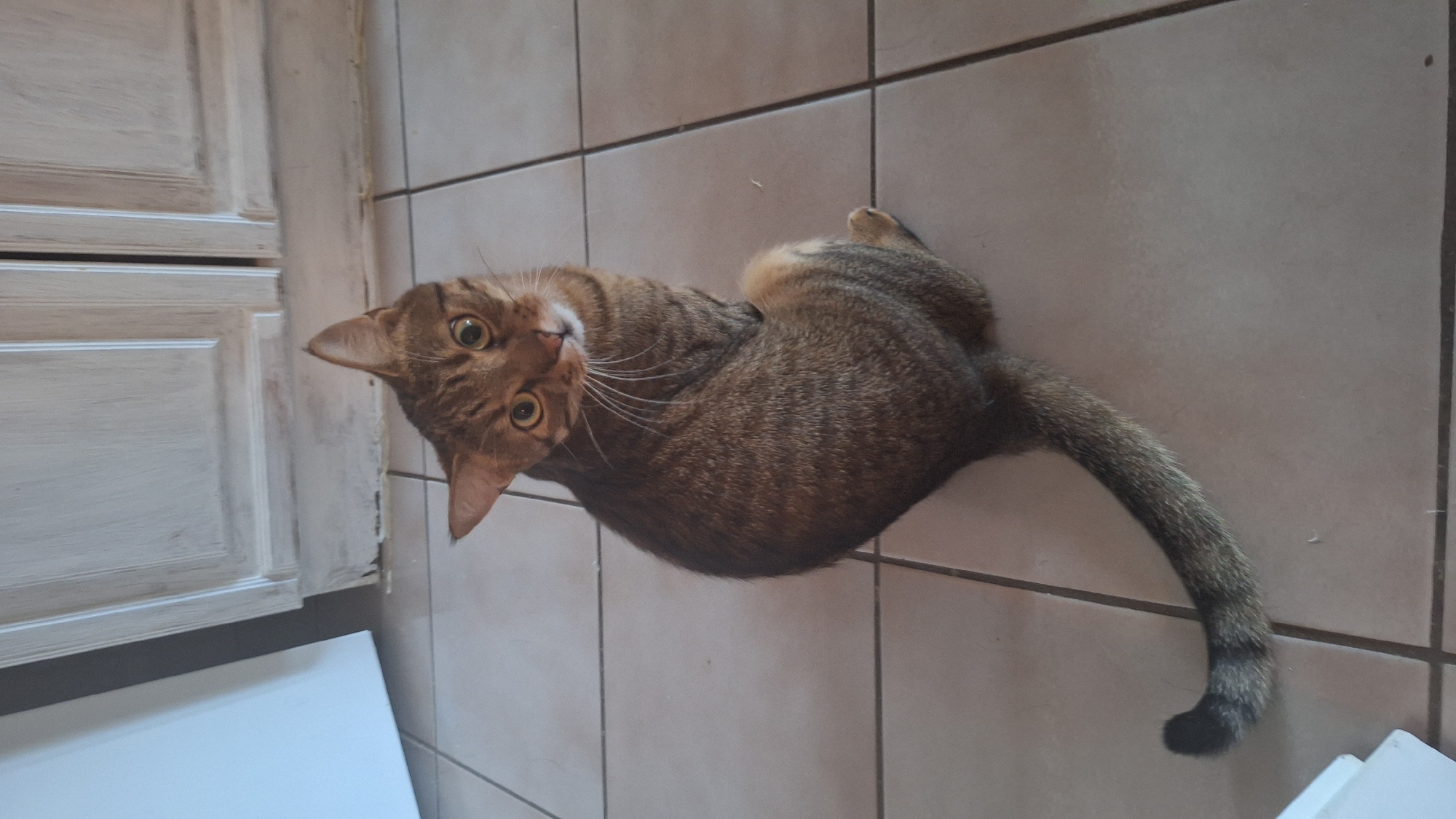A tabby cat is sitting on a tiled floor, looking up at the camera. The cat has brown and black stripes on its fur, yellow eyes, and white whiskers. The floor is made of light-colored square tiles. In the background, there are light-colored cabinets with visible doors and handles. To the left of the cat, a white object, possibly a refrigerator, is partially visible. The scene appears to be indoors, likely in a kitchen or dining area. There is no indication of the specific location within the city of Sombor, Serbia.
