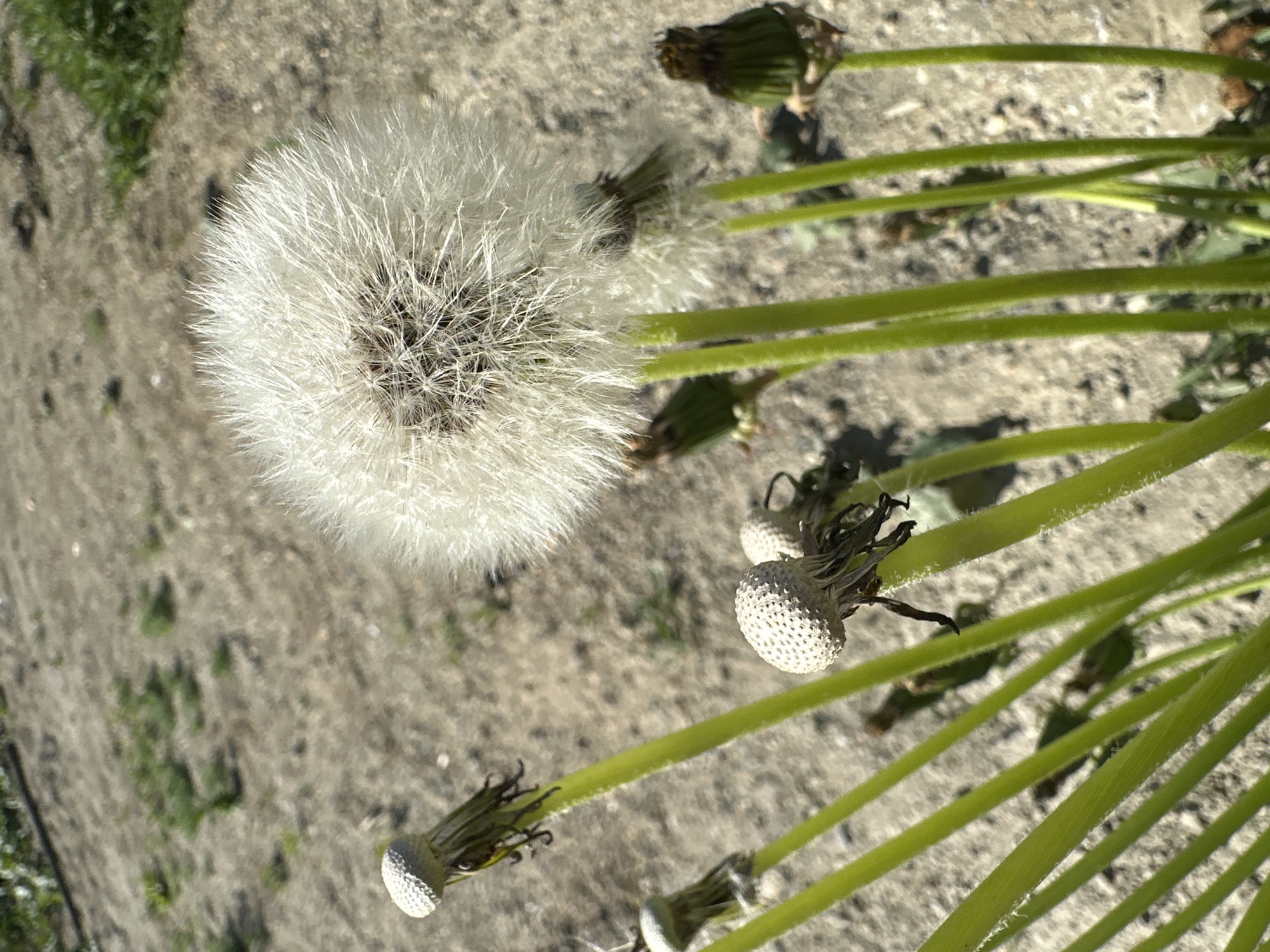 The image depicts a dandelion in its seedhead stage, surrounded by several other dandelions that have already dispersed their seeds. The plants are situated on a rough, possibly unpaved surface. The stems are green and appear healthy.