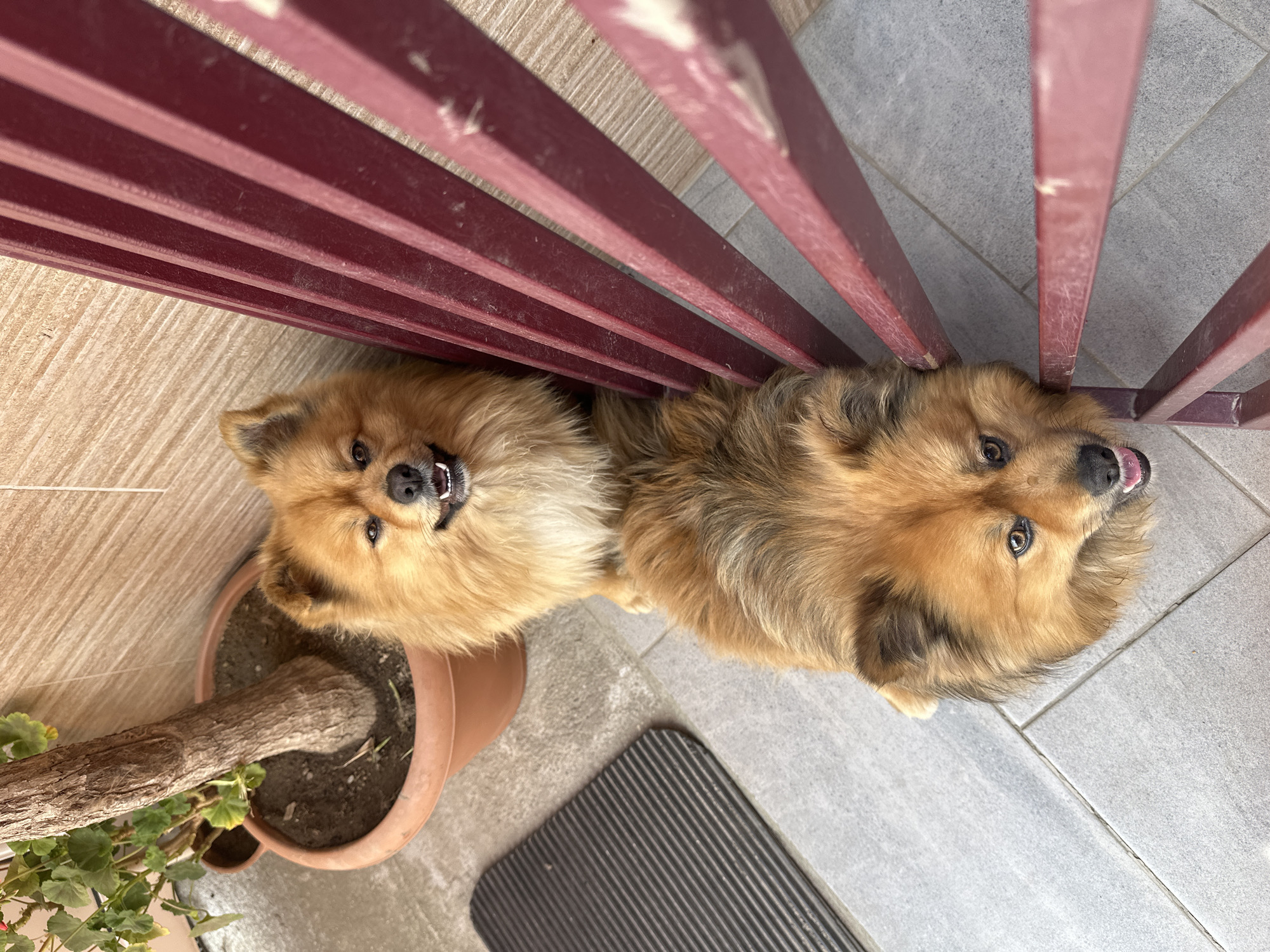 A high-angle, rotated view shows two medium-sized, tan-colored dogs lying next to each other beneath a metal gate or fence with horizontal slats. The dog on the left is next to a brown plant pot with a thick plant stem and green leaves. A dark, ribbed mat is also on the tiled floor. The location is likely a patio or balcony with light-colored tiles. Manole, Bulgaria is not directly indicated in the image.