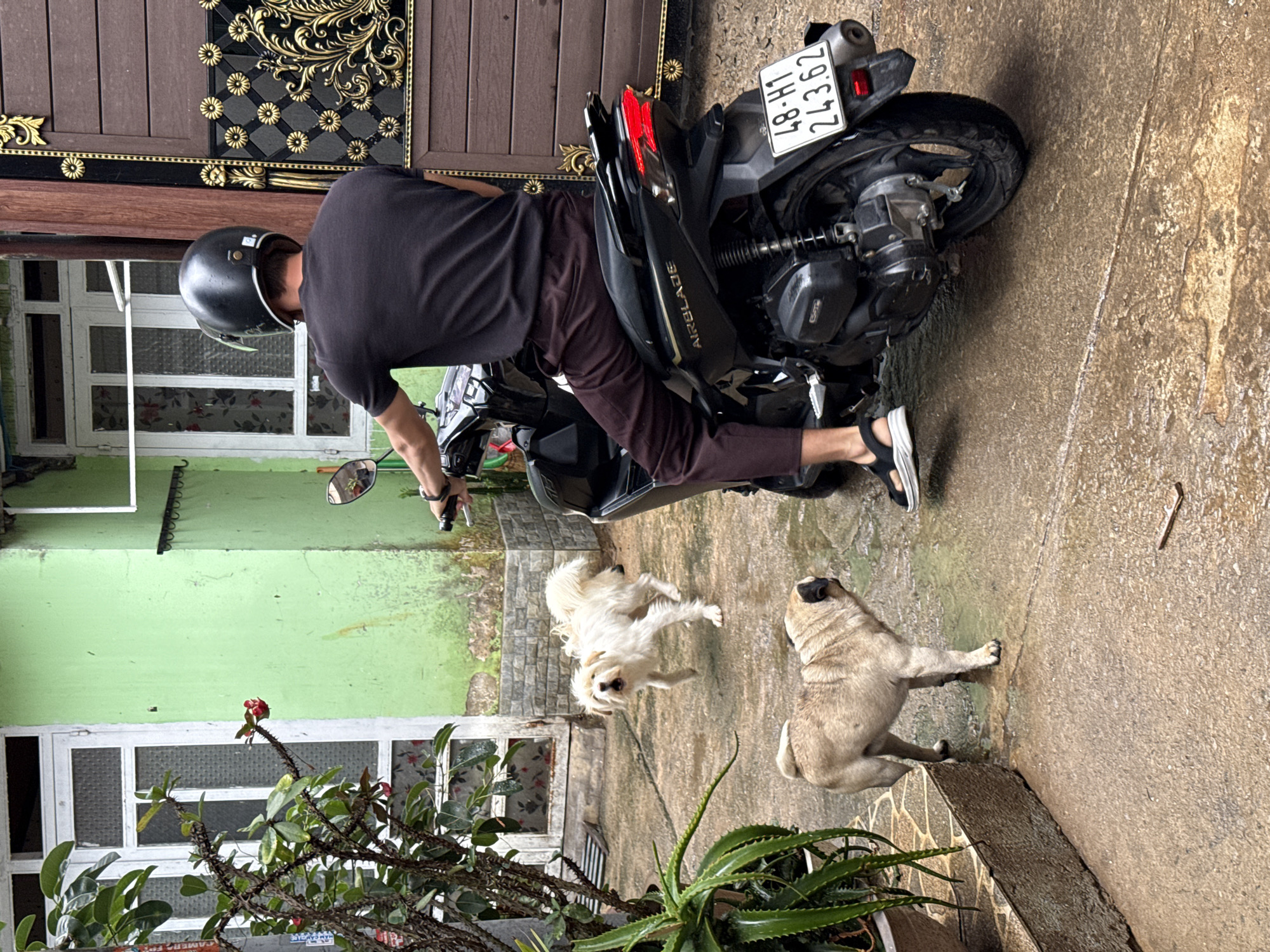 A man in a black helmet and clothing sits on a black motorbike with the license plate "48-H1 243.62". Two dogs, one white and one tan, are in the vicinity of the motorbike. The setting appears to be a residential area in Lang Biang - Đà Lạt, Vietnam, as suggested by the architectural style and the presence of local flora. A green wall and window are visible behind the man and the dogs. There are plants in pots in the foreground. The motorbike is parked on a wet concrete surface.
