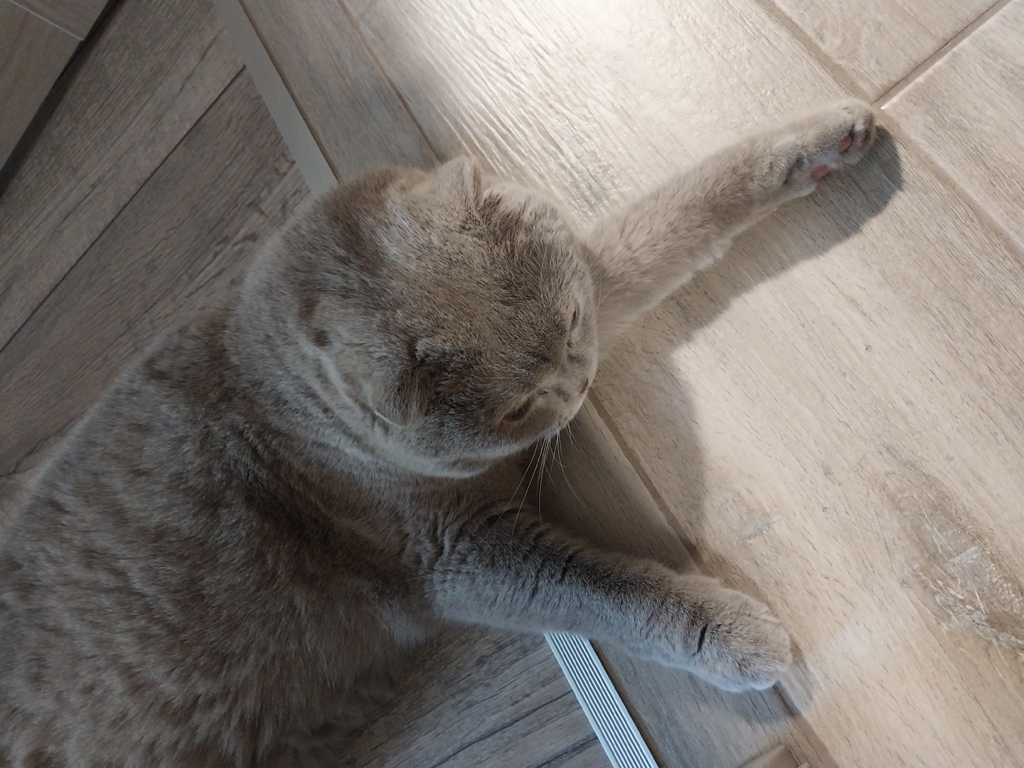 A grey Scottish Fold cat is lying on a light-colored wooden floor, its body stretching towards the right of the frame. The cat's head is turned downwards and to the right, with its ears folded back. One of its front paws is extended forward, resting on the floor. The lighting suggests the presence of a window to the right, casting a shadow of the cat onto the floor. The environment appears to be an indoor setting, likely a residential space, with the floorboards oriented diagonally from the bottom left to the top right. There is a metallic strip visible on the left edge of the frame, possibly a threshold or trim. The image was taken in the city of Dnipro, Ukraine.