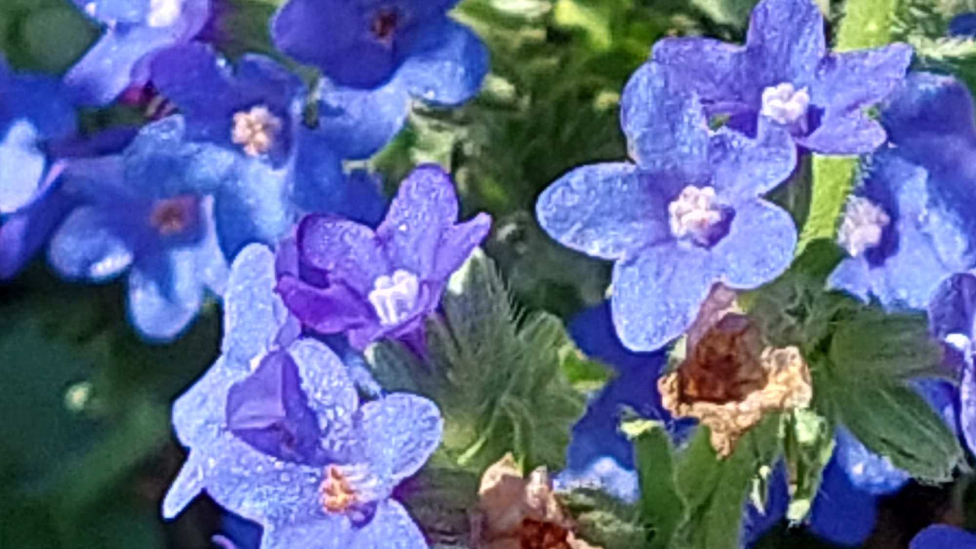 The image shows a close-up, top-down view of a cluster of blue and purple flowers with small, white centers, some of which appear to have dew drops on their petals. The flowers have five distinct petals. Among the vibrant flowers, there are also dried, brown leaves and green foliage visible. The background is blurred, suggesting a shallow depth of field, with hints of dark green and lighter green. The overall scene depicts a patch of blooming flowers in what appears to be a natural or garden setting. The location in Kozarovychi, Ukraine, is not visually discernible from the image itself; this information is external context.