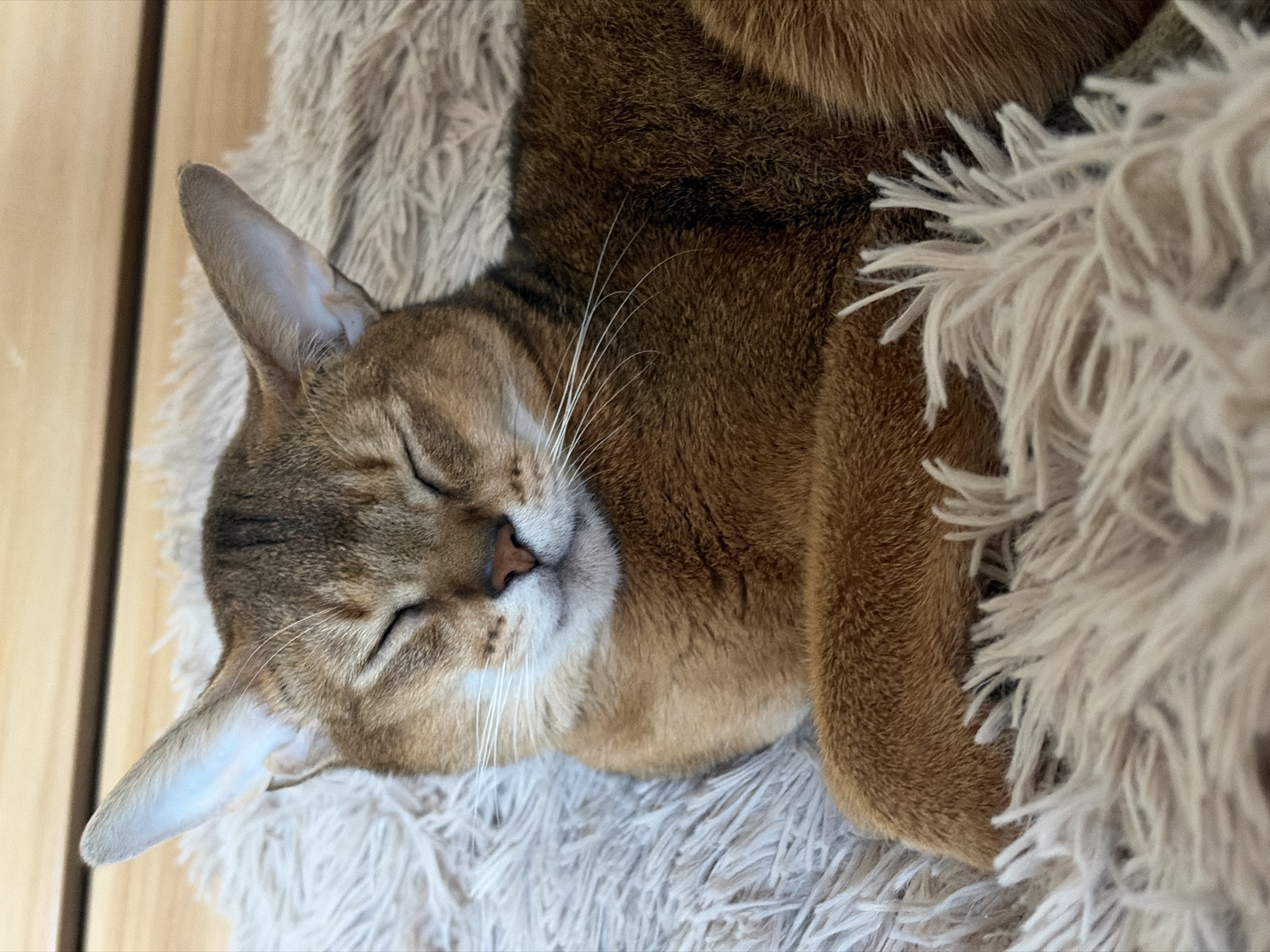 A reddish-brown Abyssinian cat sleeps curled up on a fluffy, light-colored cushion or blanket. The cat is positioned mostly centrally in the frame, with its head resting on the cushion. One of its ears is visible on the left side of the frame, and the cat's eyes are closed. Part of a wooden wall is visible in the upper left corner of the image. The location is unknown, and there is no indication it is in Chaikovsky, Russia.
