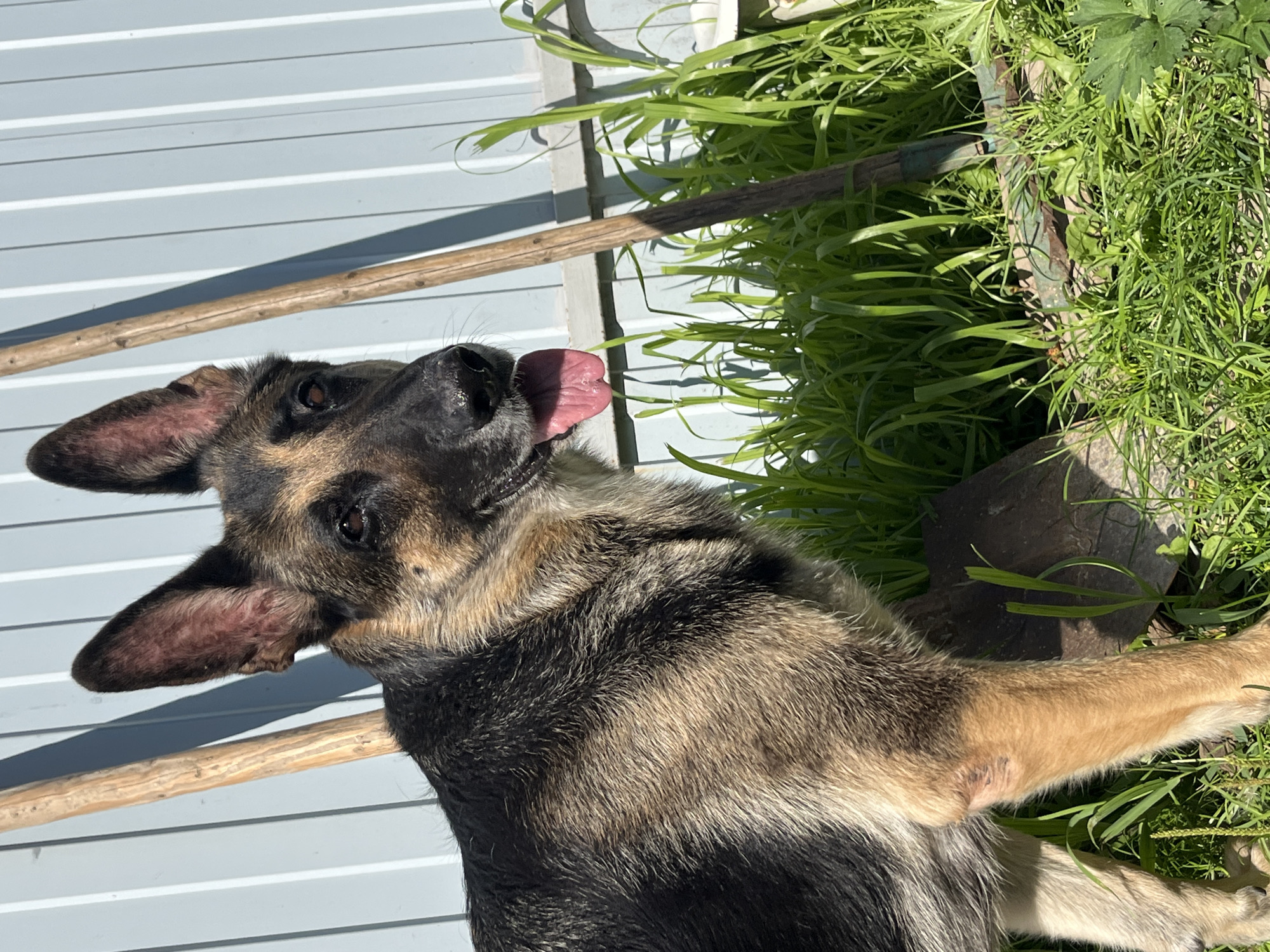 An adult German Shepherd dog is standing in an outdoor setting, likely a backyard, on a sunny day. The dog is facing to the right of the frame, with its head turned slightly towards the camera. Its tongue is extended, and it appears to be panting. The dog's fur is a mix of black, tan, and brown. Behind the dog is a light-colored corrugated metal fence. To the left of the dog, two wooden handles of garden tools lean against the fence. In the foreground, there is lush green grass and what appears to be the head of a shovel. The image does not provide any specific geographical information or context that would place it in Nizhny Tagil, Russia.