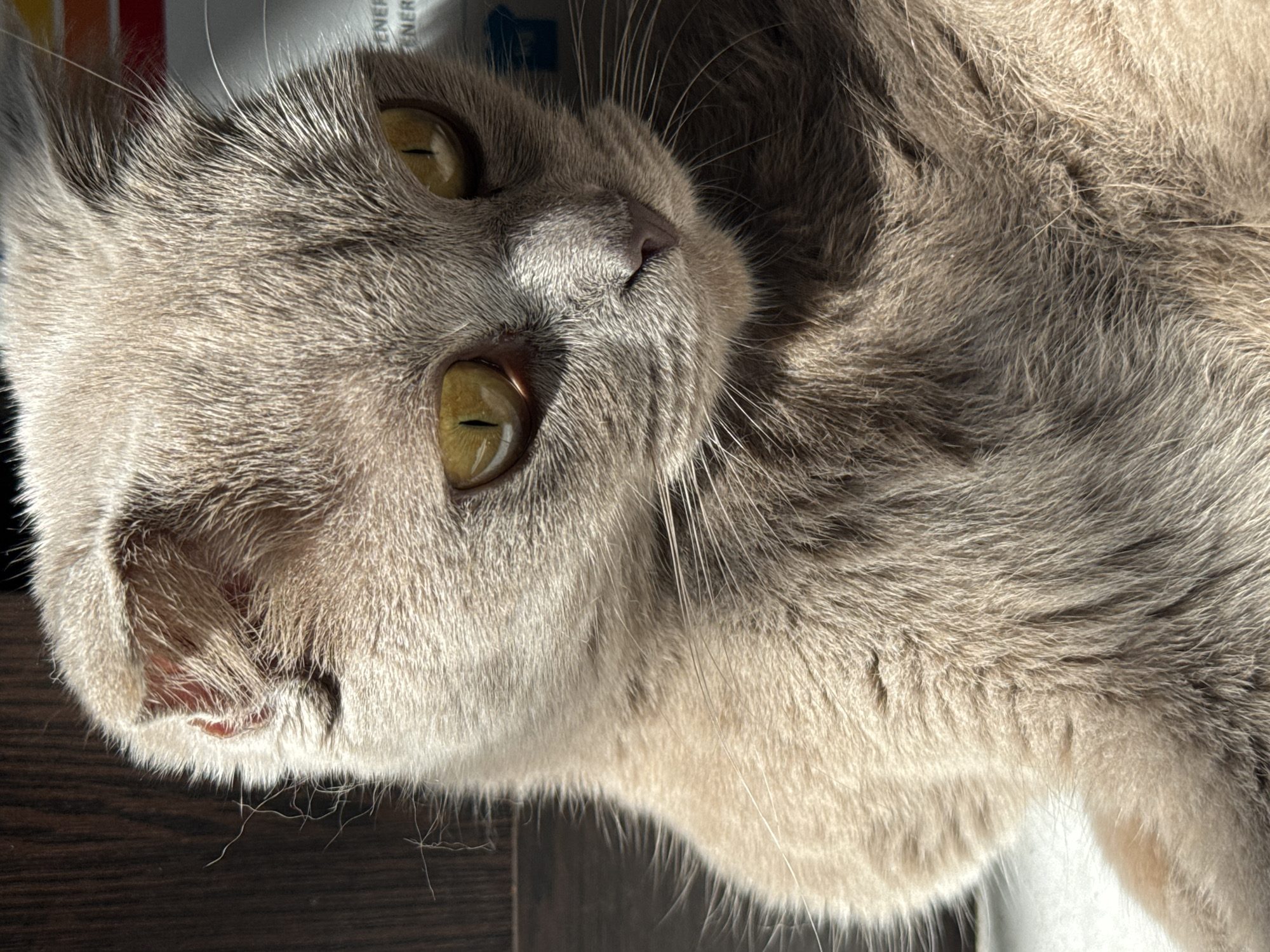 Close-up of a lilac cat's face, lying on its side. The cat has yellow-green eyes, a pink nose, and dense fur. The background is partially visible and includes dark wood and a white surface with faint colored patterns. Location information is not present within the image.