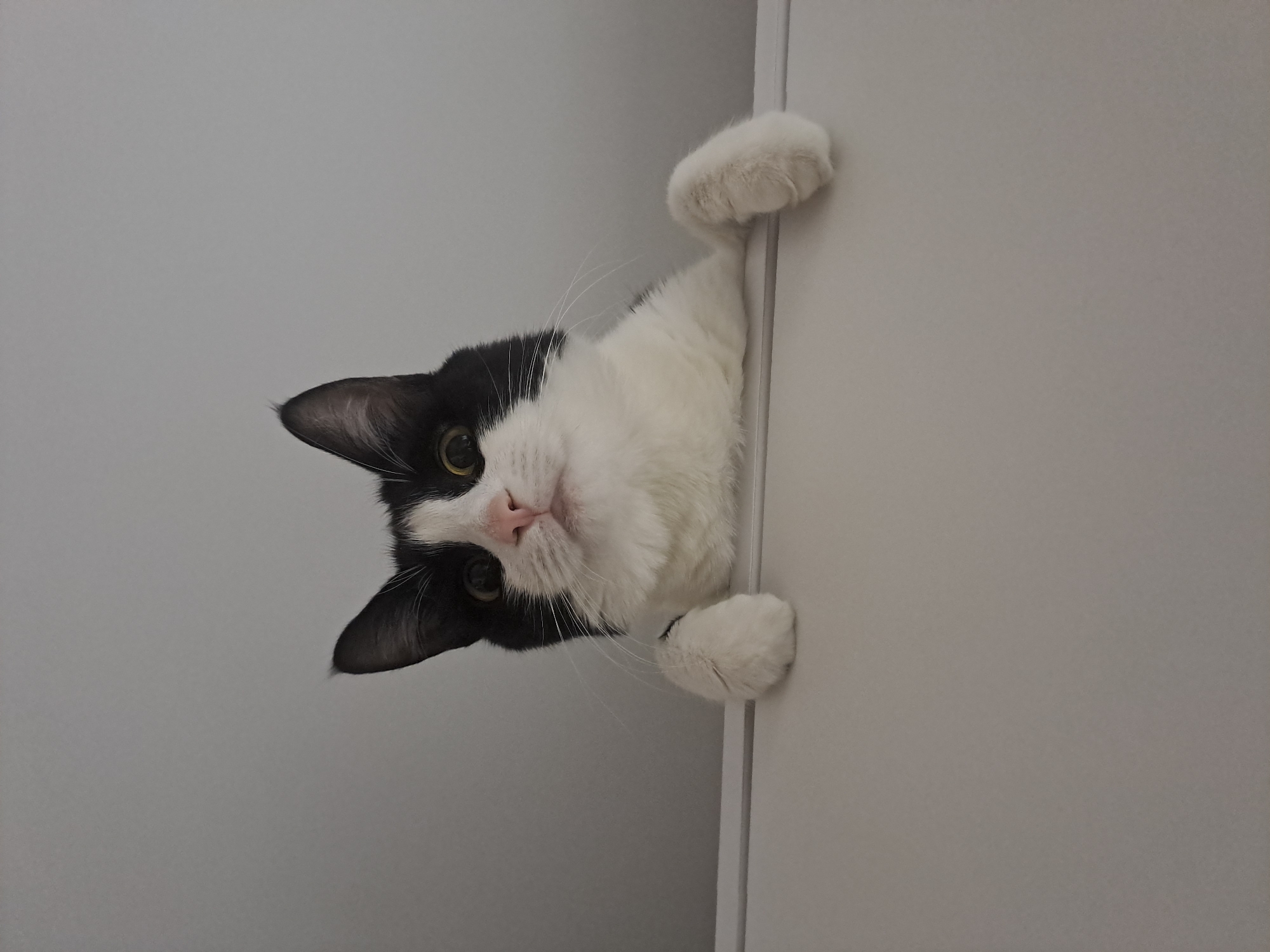 A black and white cat is perched on the edge of a white surface, looking up at the camera. The cat has green eyes, a pink nose, and white paws. The background is a plain gray wall. The image is taken from a low angle, making the cat appear to be peering over the edge.