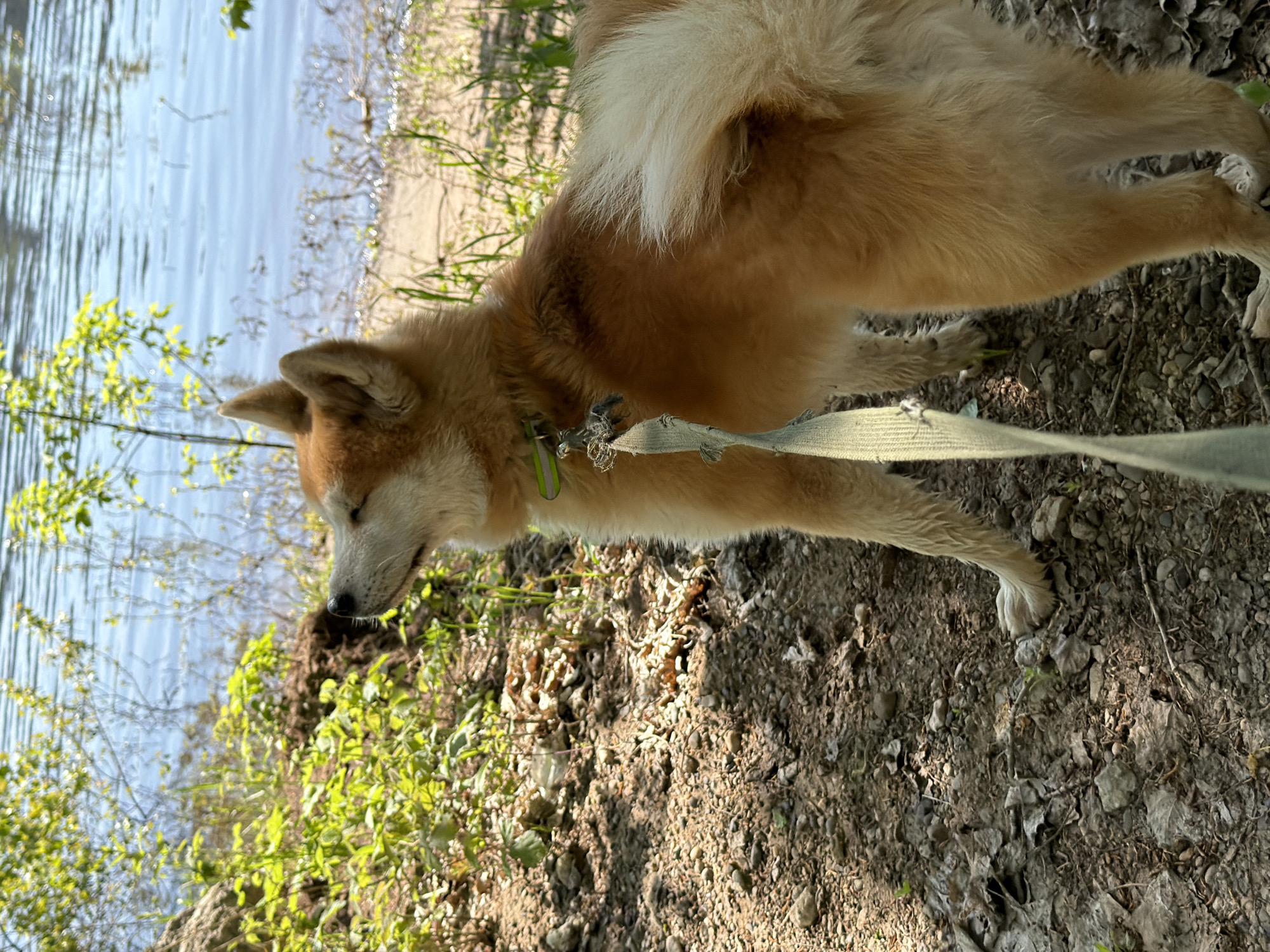 The image shows a medium-sized, tan and white Akita dog standing on a dirt and rock surface. The dog is wearing a green collar and a frayed light green leash. To the left of the dog is a small patch of green vegetation, and beyond that is a body of water. The location is Noviy, Russia.