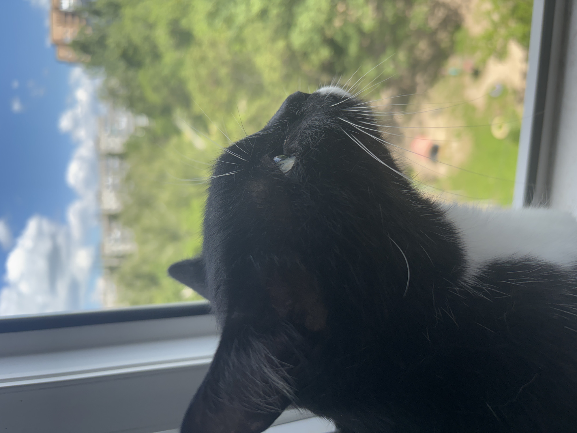 A black and white cat is perched on a windowsill, gazing outwards at a blurred cityscape and lush green trees under a bright blue sky with scattered white clouds. The cat's face is in profile, with its green eye visible. The windowsill appears to be made of white plastic. In the background, several apartment buildings and trees suggest an urban or suburban setting.